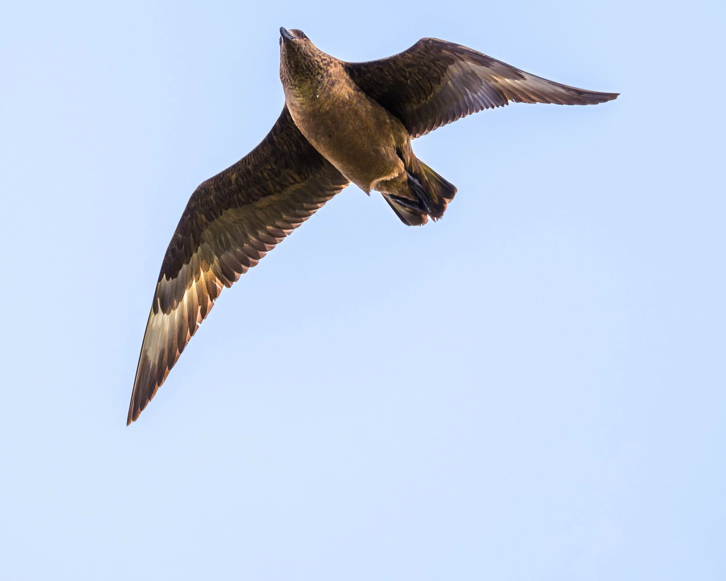 The Great Skua suddenly took off and flew directly overhead.  Great Skua's will attack humans if they think their young are under threat.  Thankfully this one left me alone.
