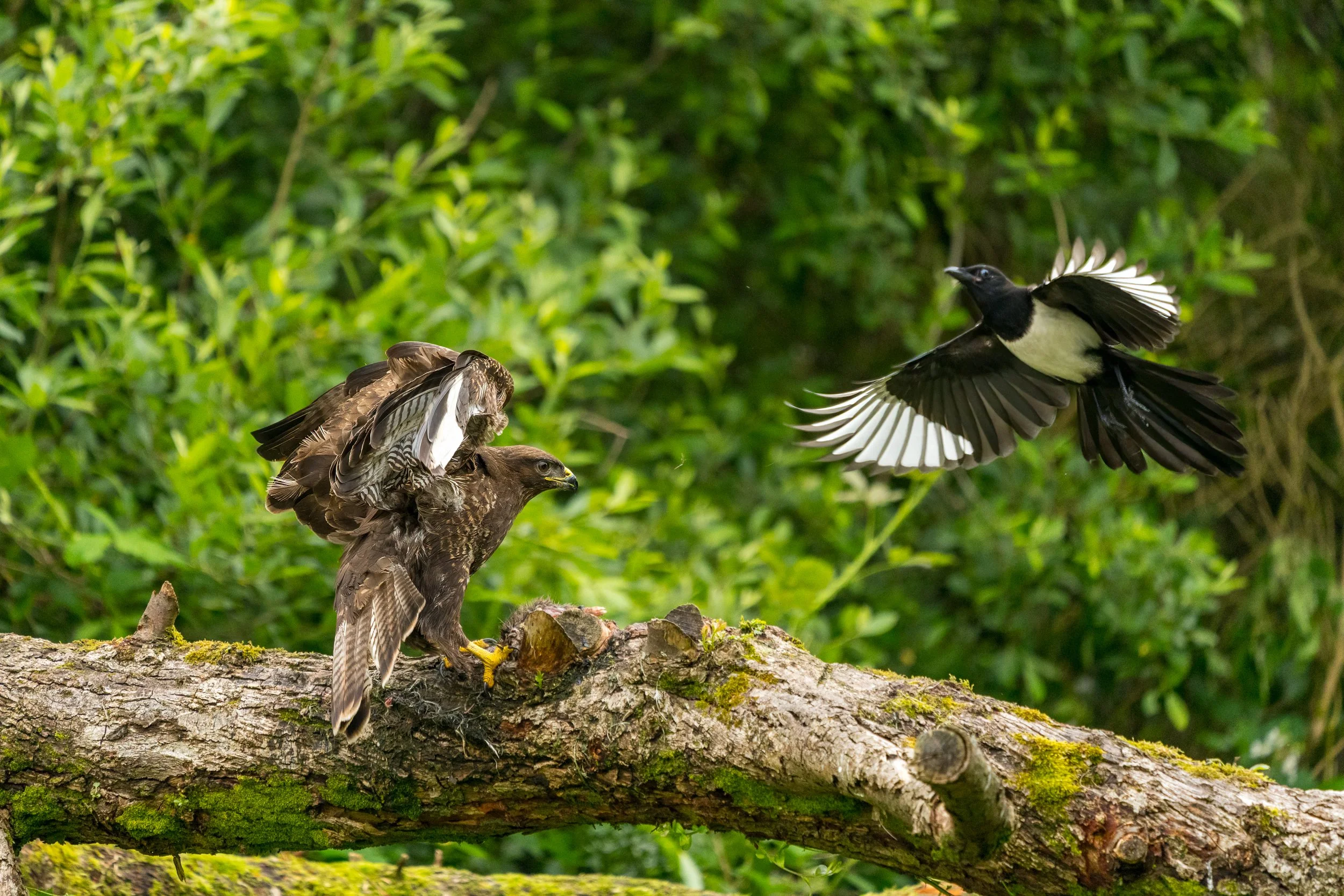 The Buzzard and the Magpie waged a constant battle.  Guess who won...  Try as it might the magpie failed to deter the buzzard from its lunch.