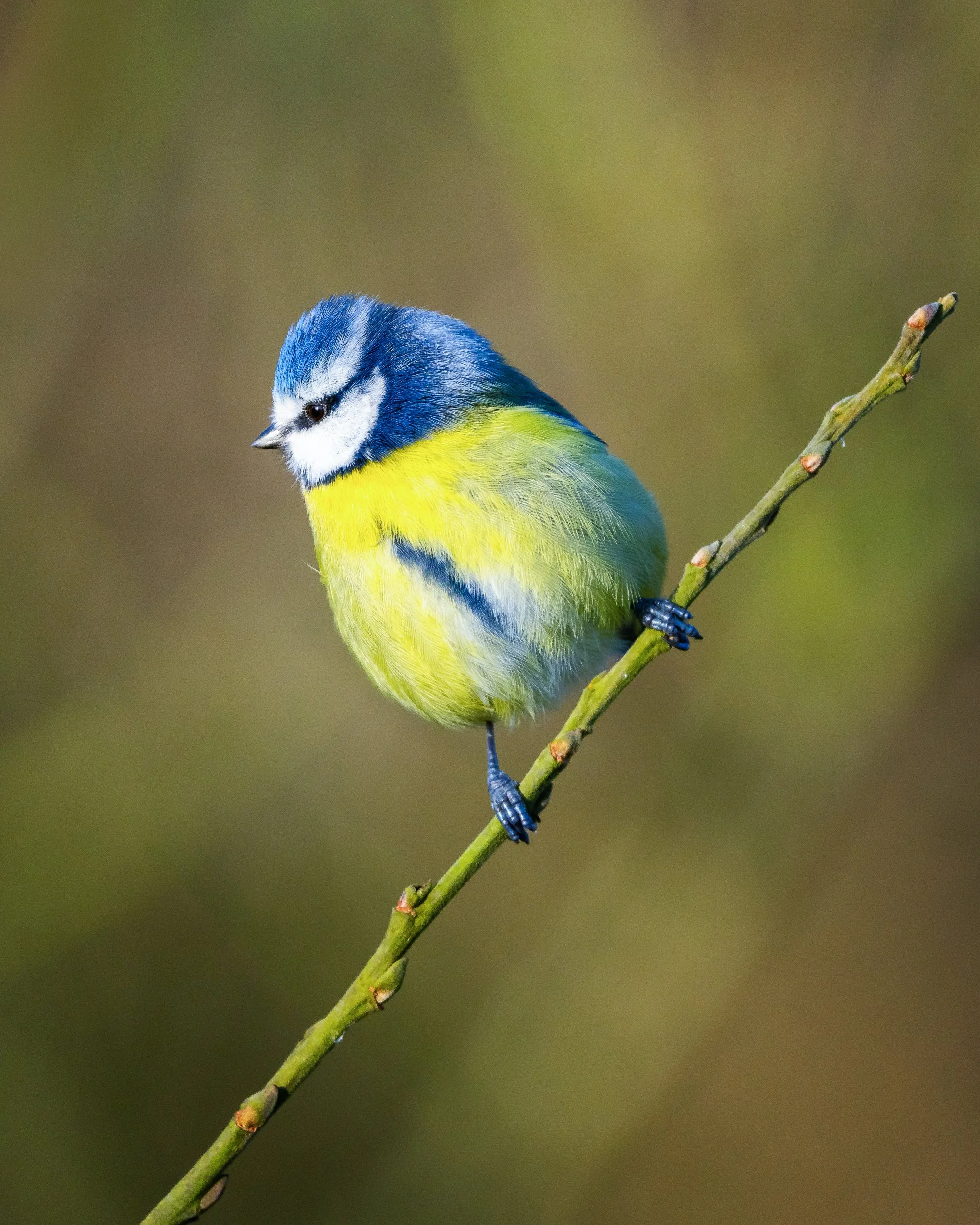A Blue Tit poses in late afternoon sunshine