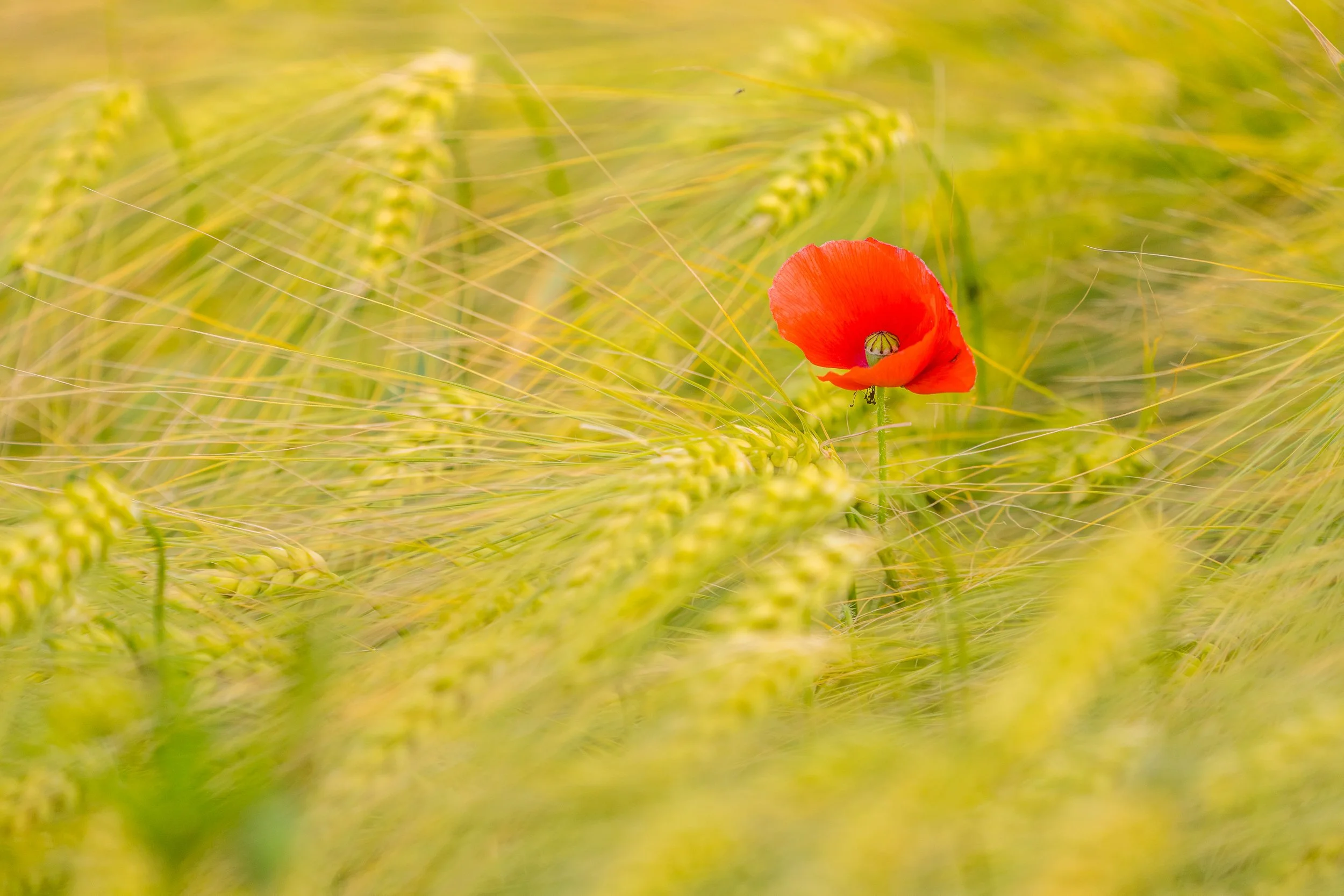 Barley field