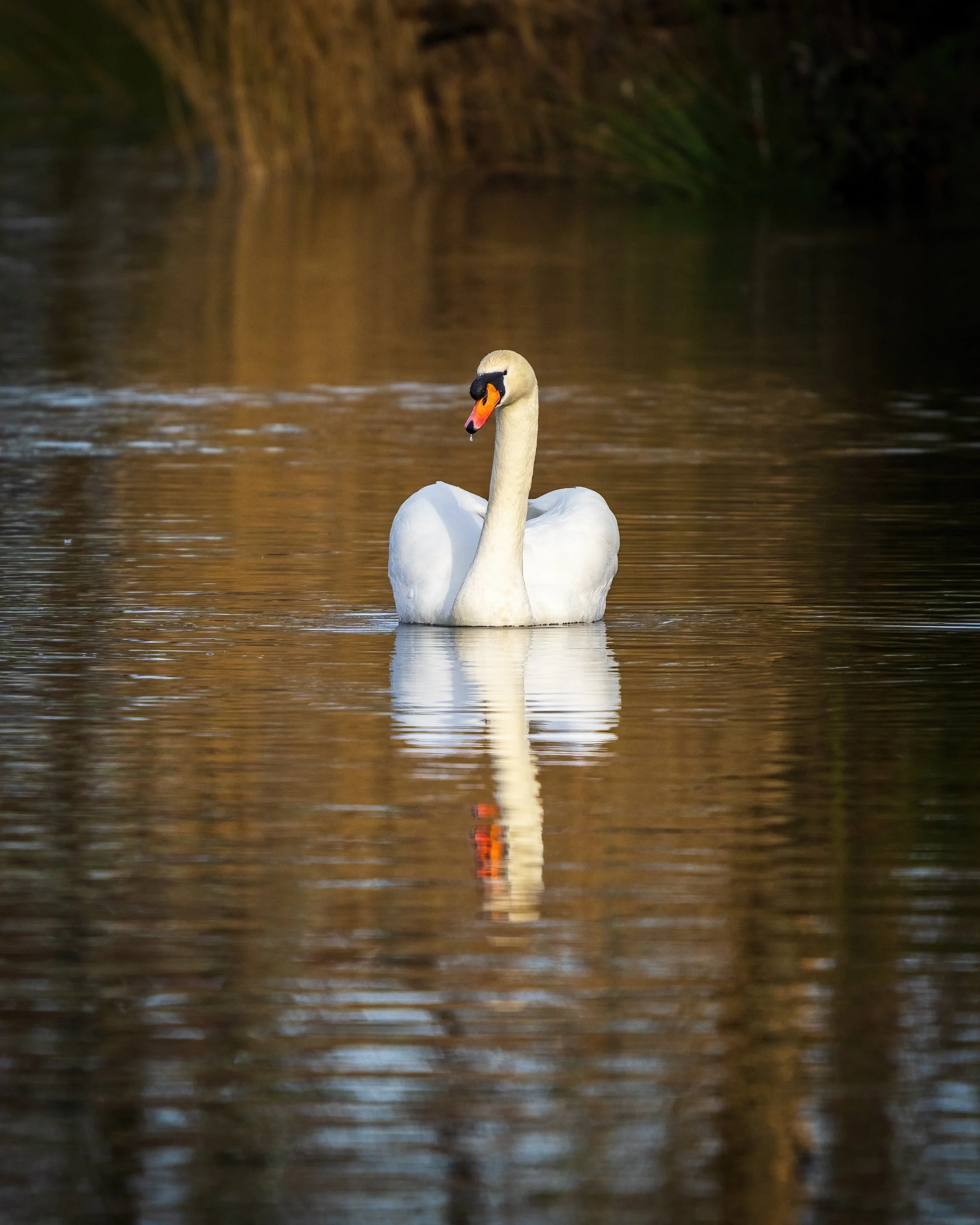 Swan on the River Lagan