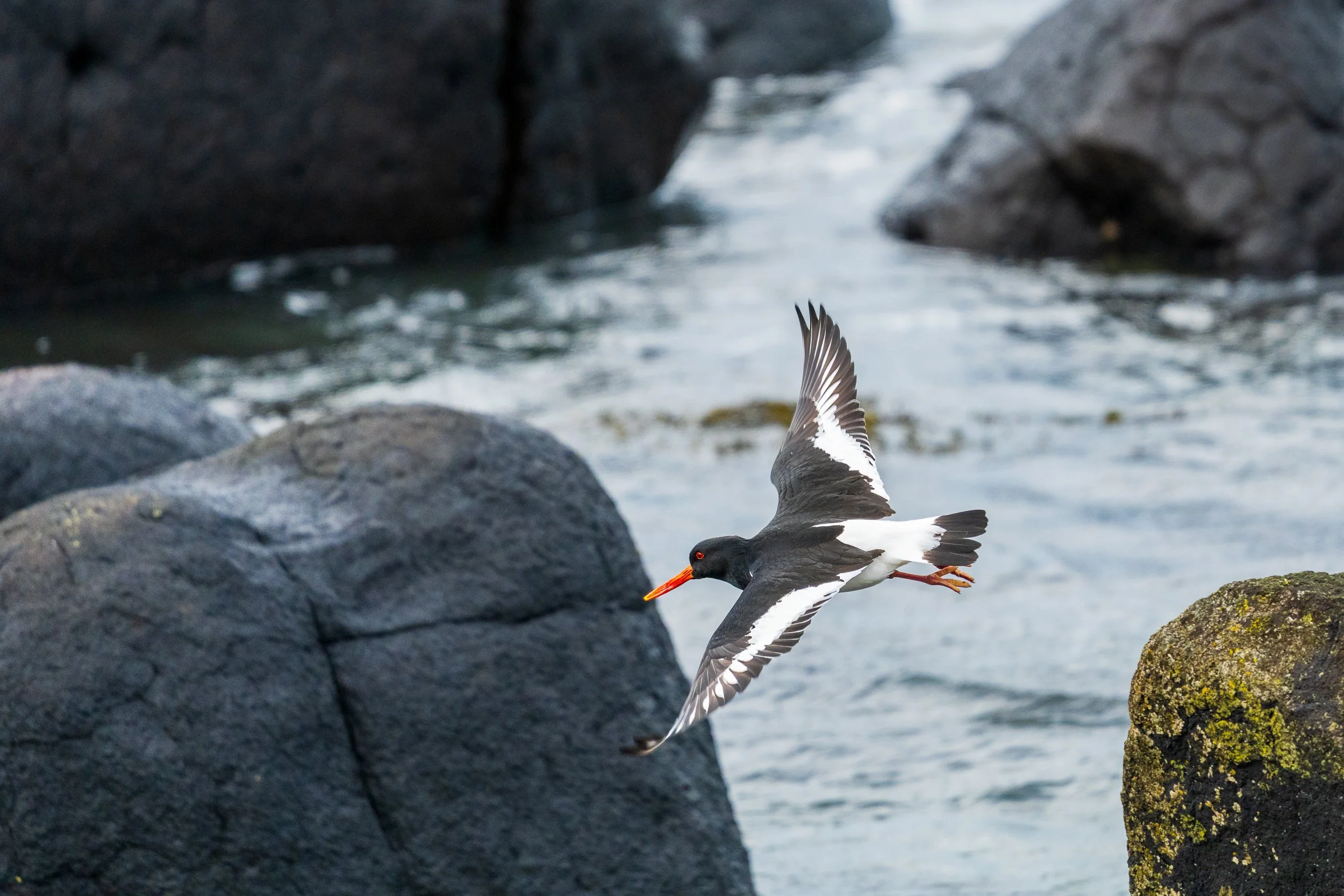 Oyster Catcher rock jumping.  Portstewart.