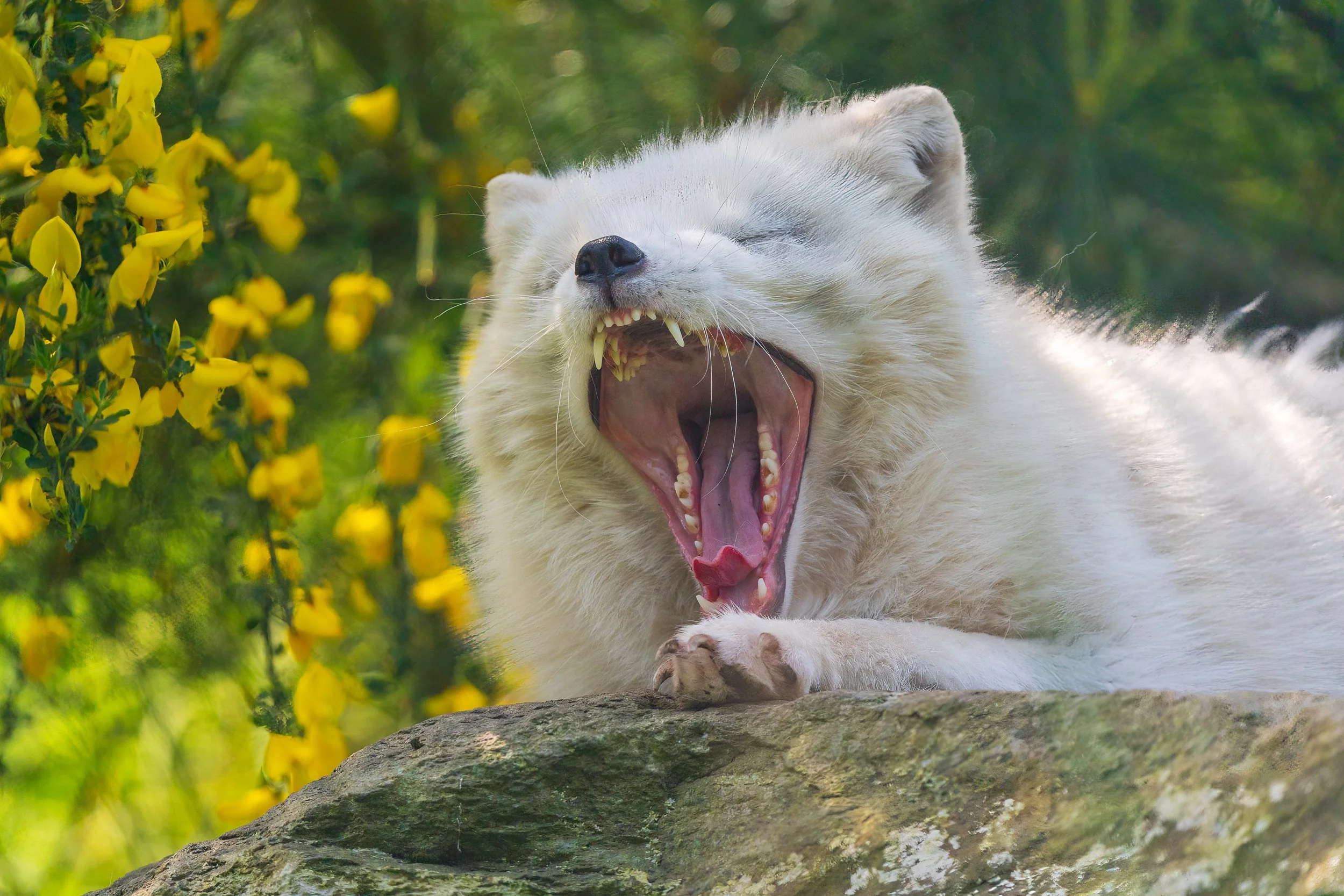 The lazy white fox.  Arctic fox, Wild Ireland.