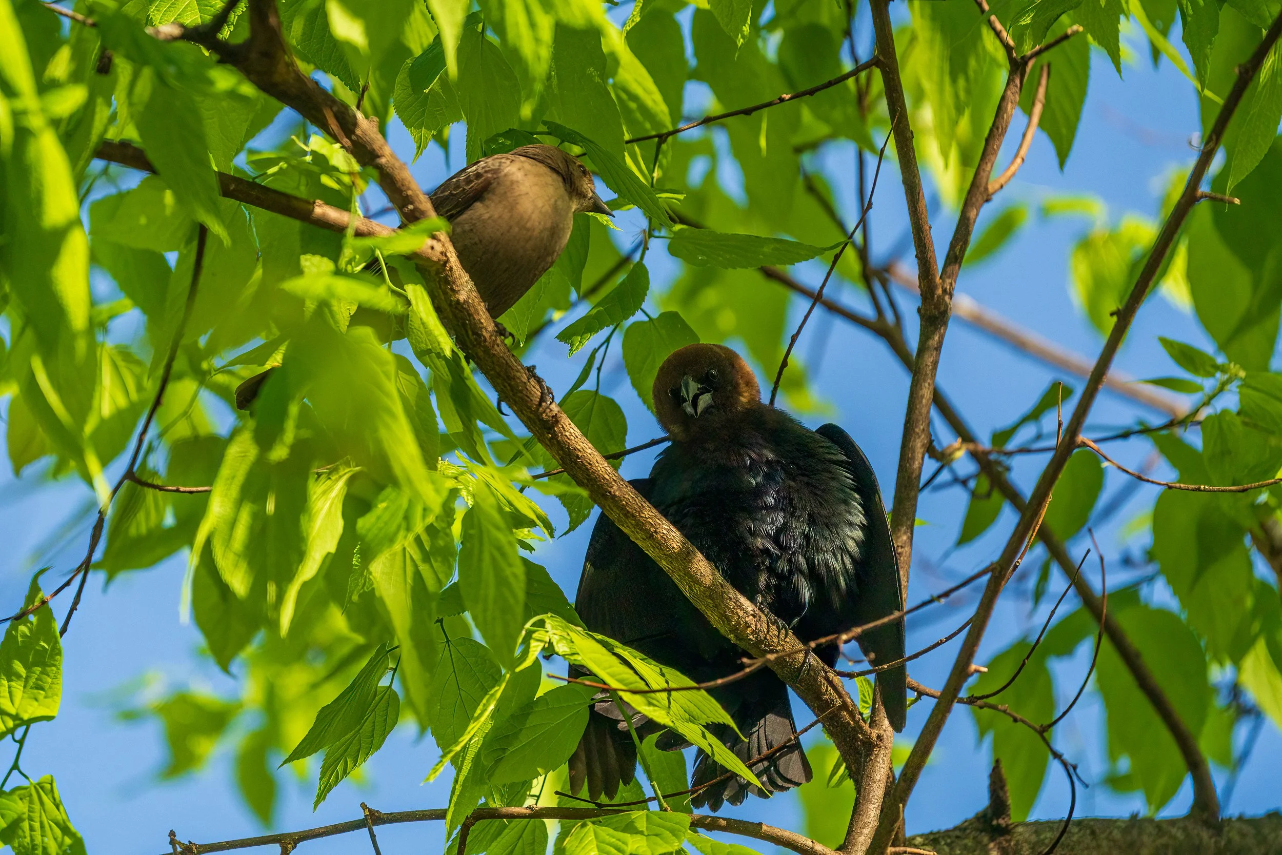 Brown-headed Cowbird, Radnor Lake