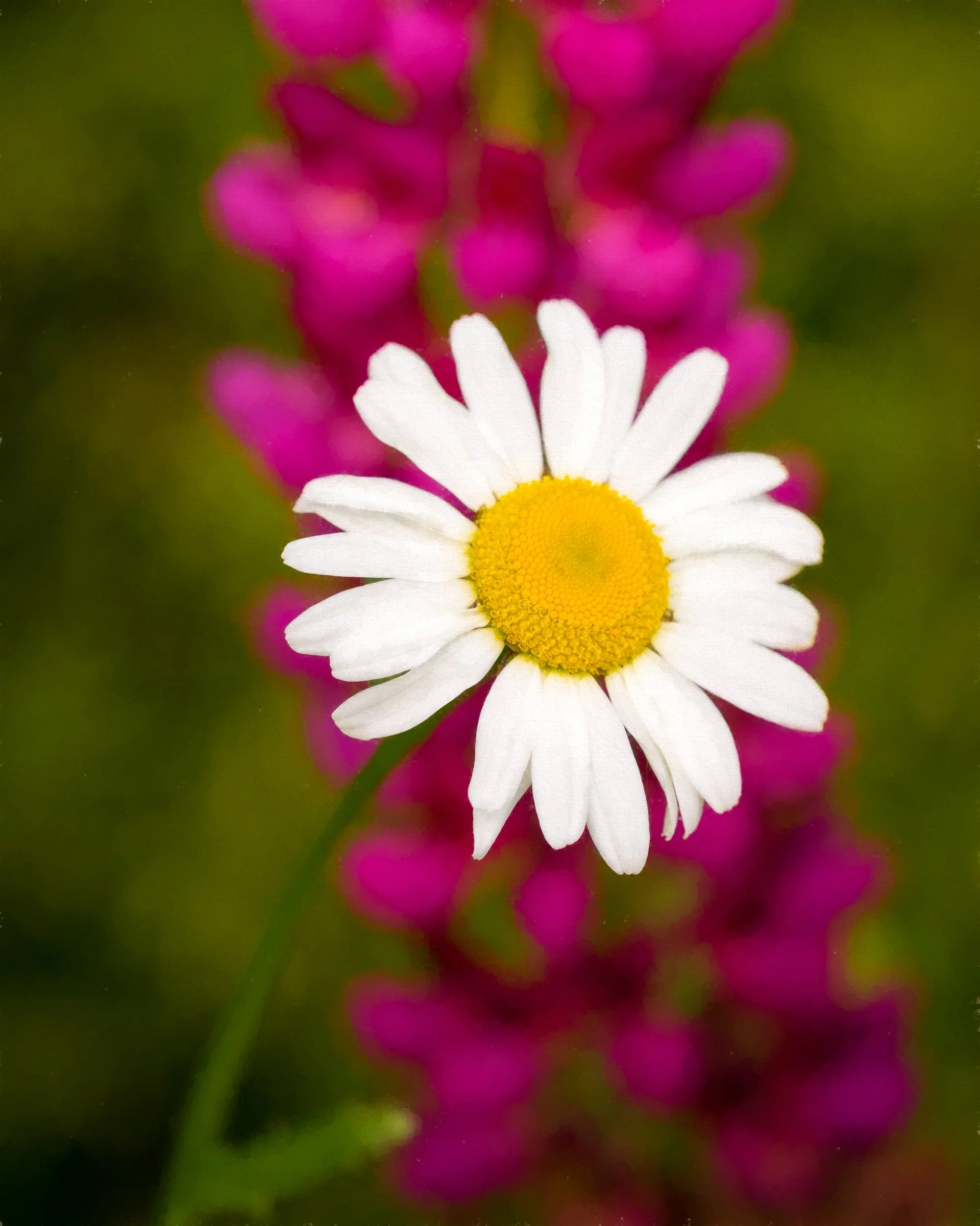 Lupin and Daisies 2