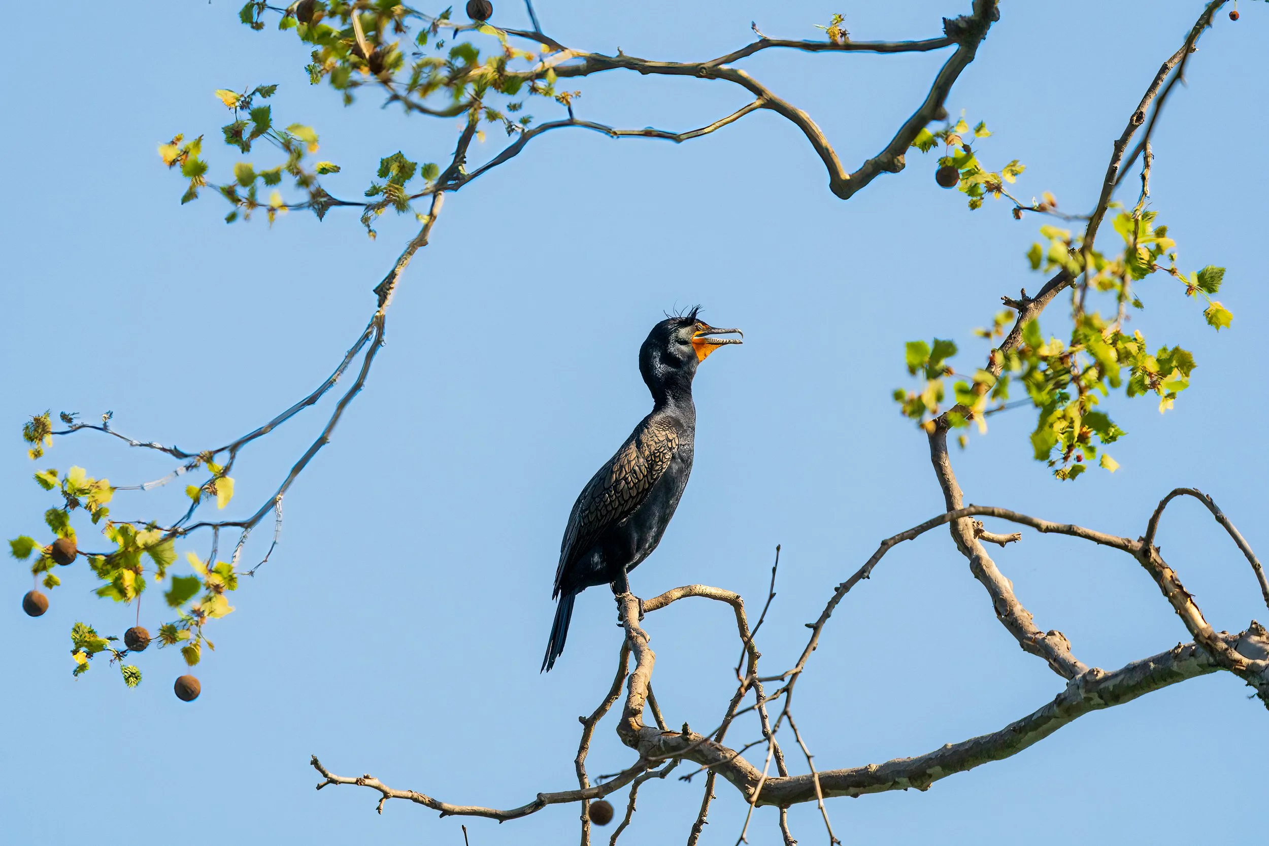 Great Cormorant, Radnor Lake, Nashville