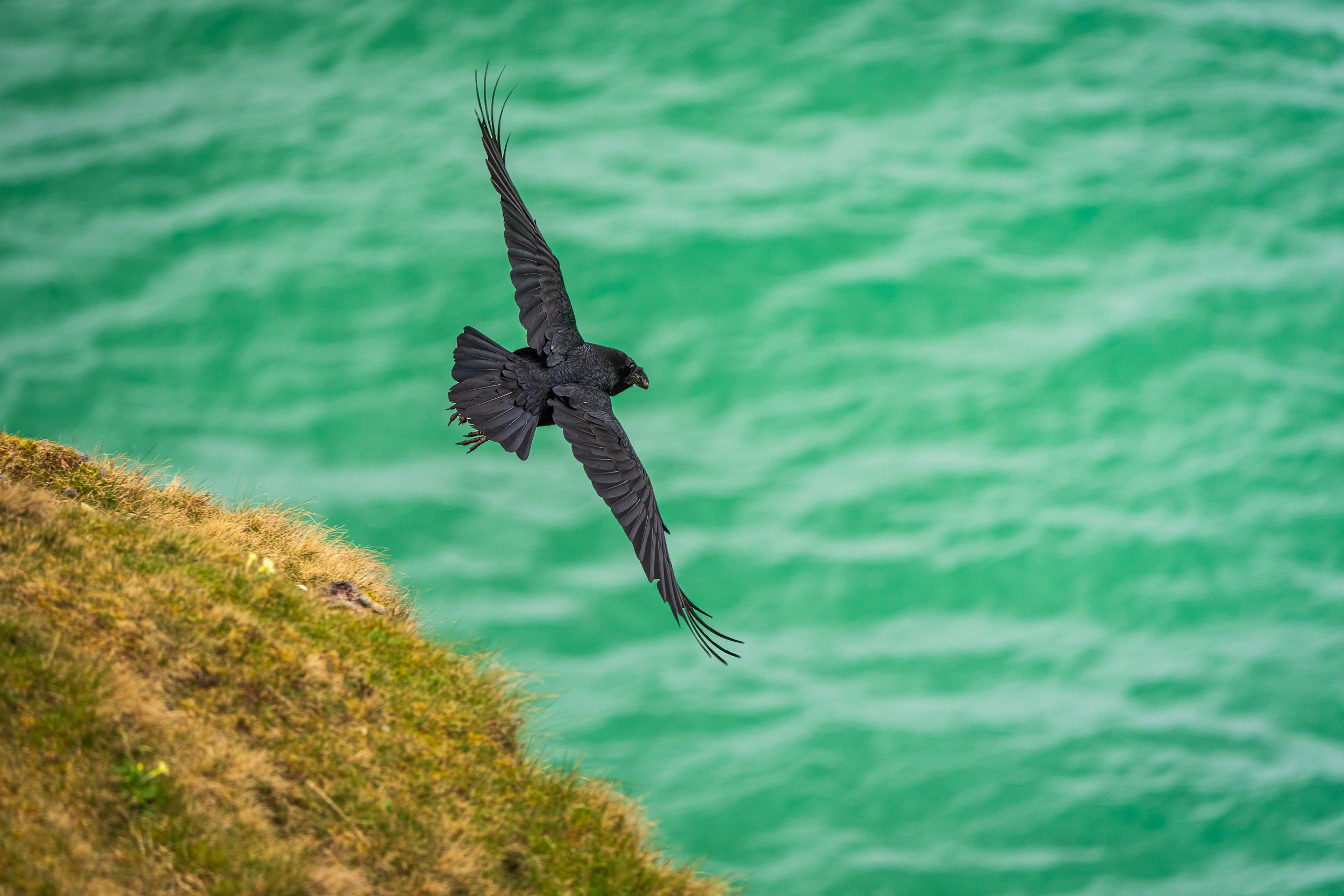 A raven takes off from the cliffs at Seilebost, showing unmistakable signs of his lunch (a rabbit).