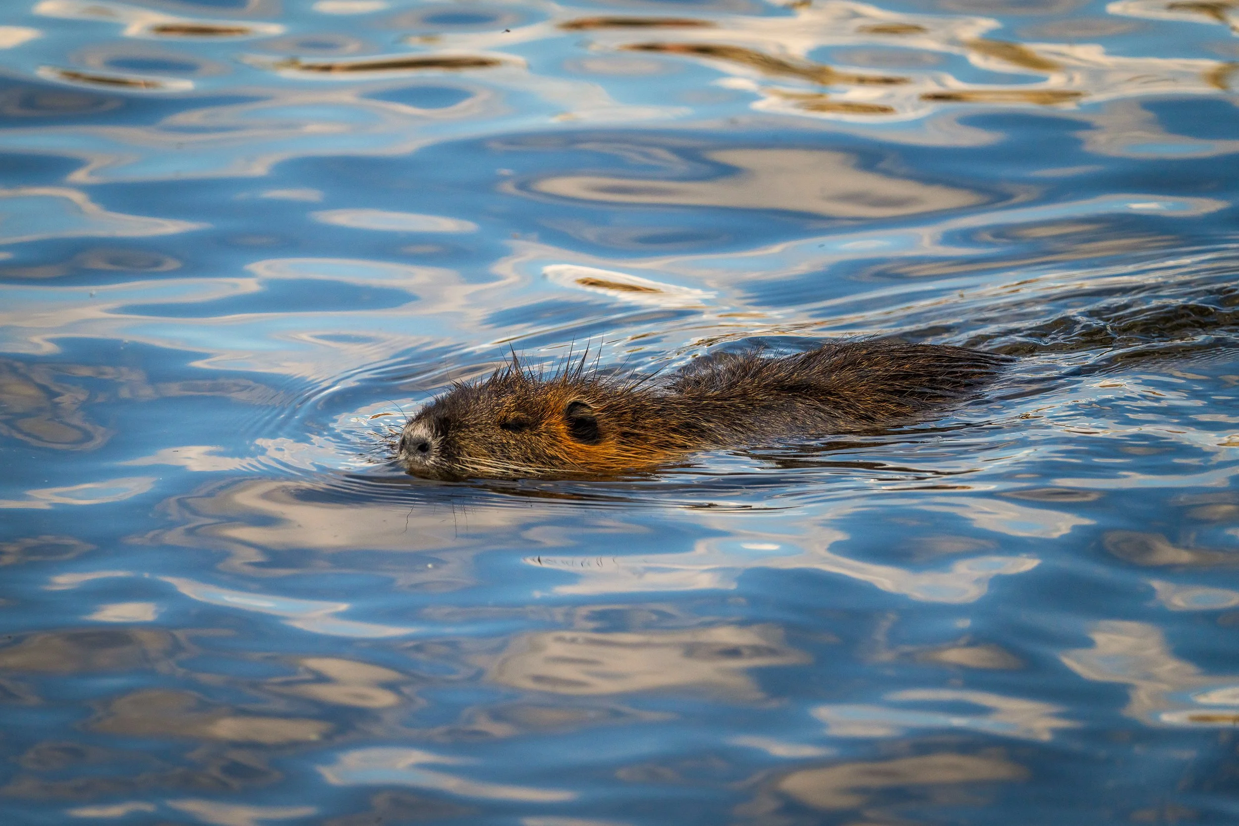 Prague River Rat.  The myocastor coypus