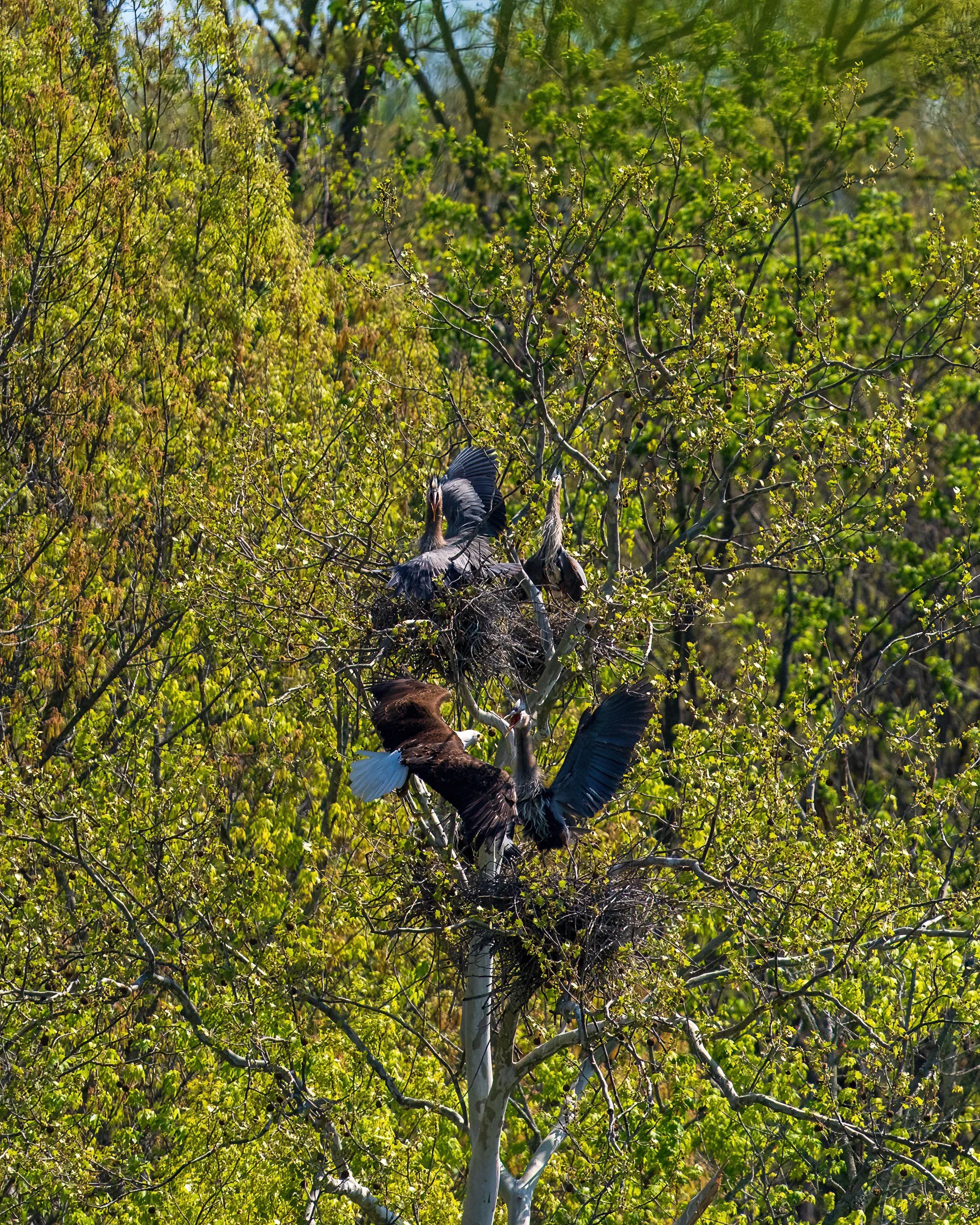 Bald Eagle causing havoc to a community of nesting Great Blue Herons.  Shortly after this it dispatched one with ease.