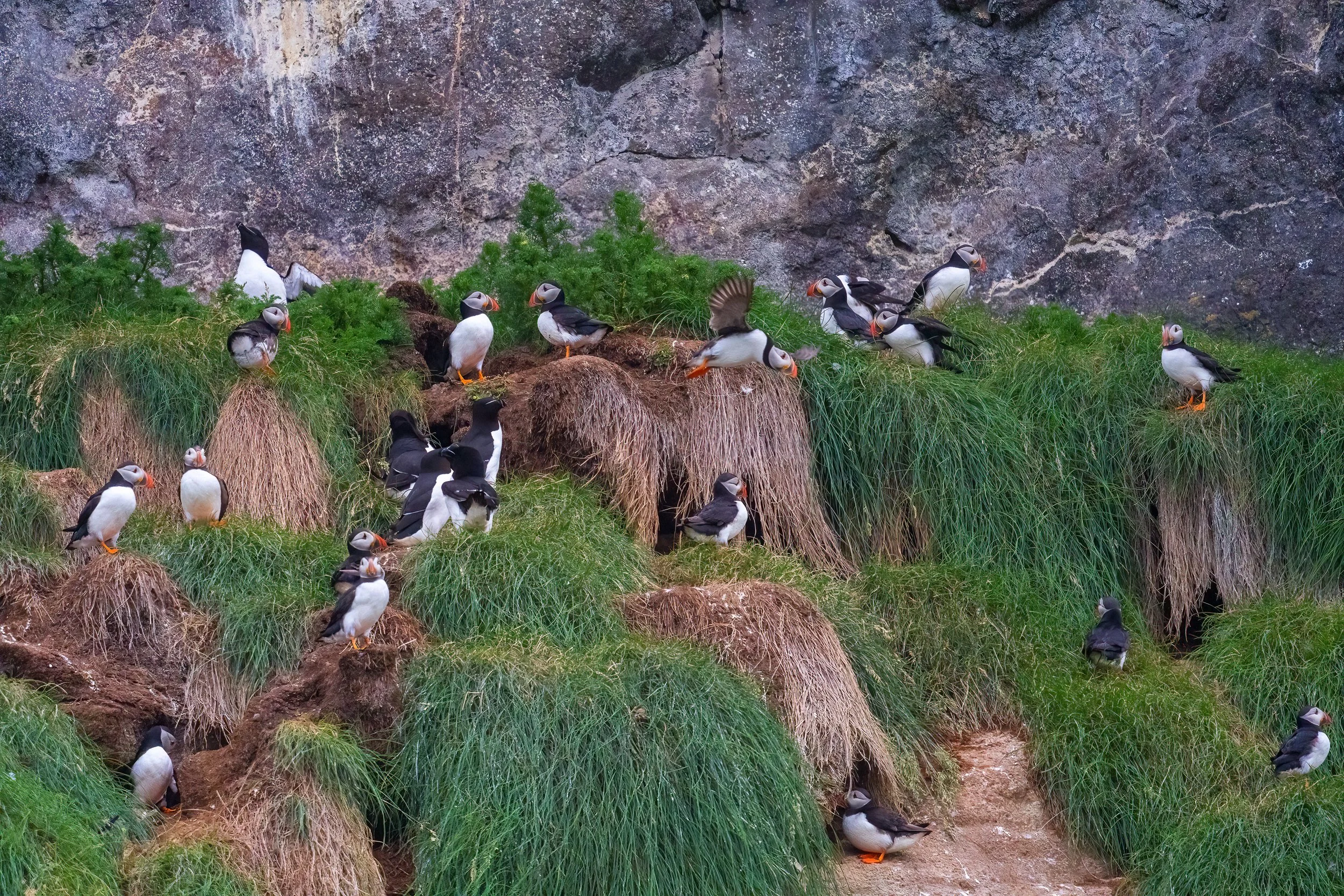 Puffins on Muck Island