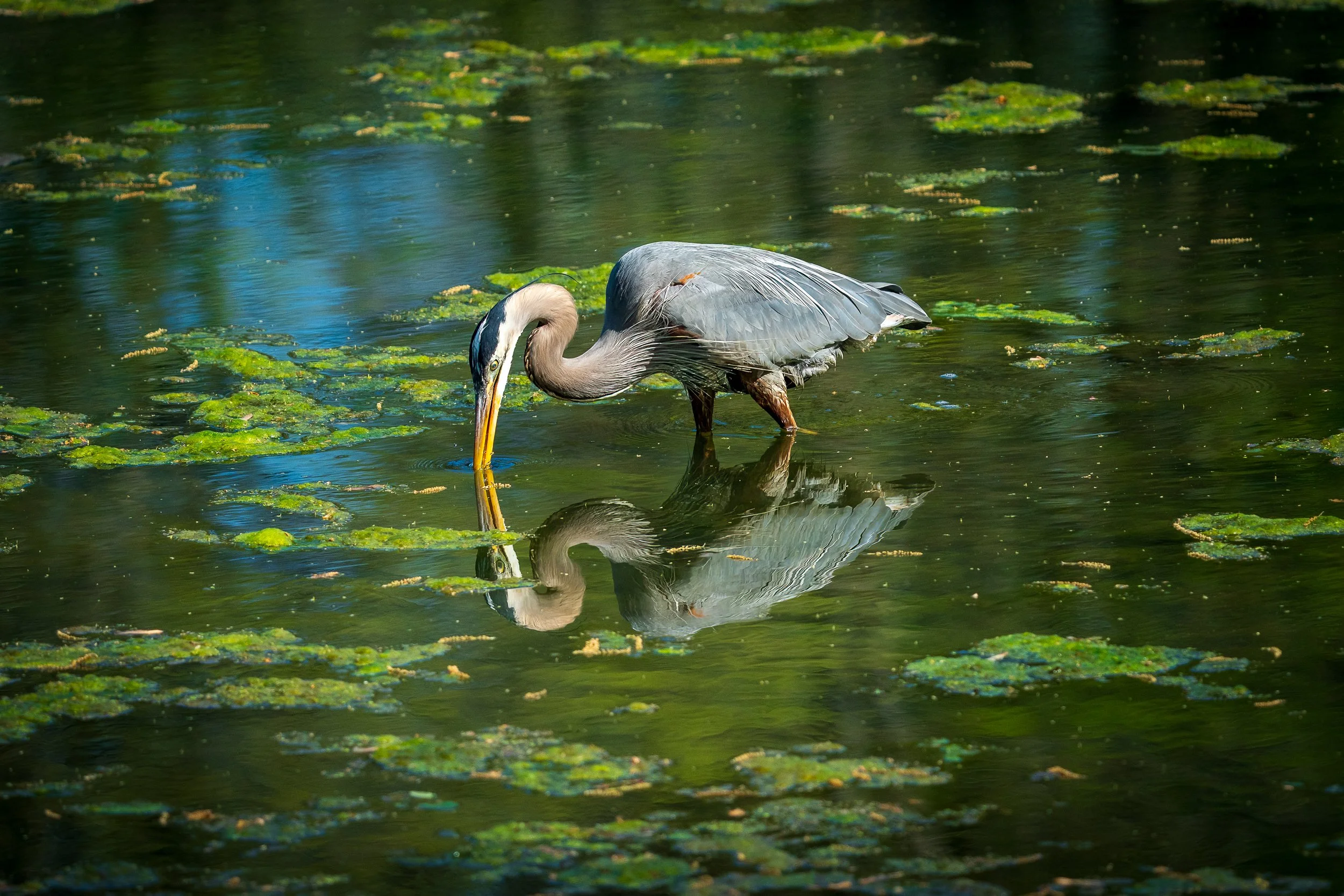 Great Blue Heron, Radnor Lake, Nashville