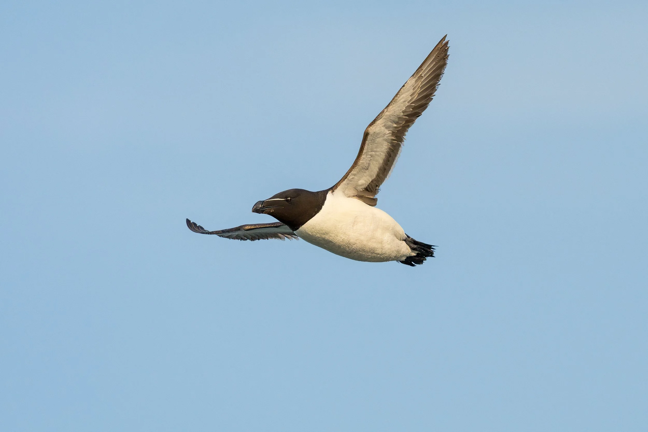 Razorbill.  Muck Island