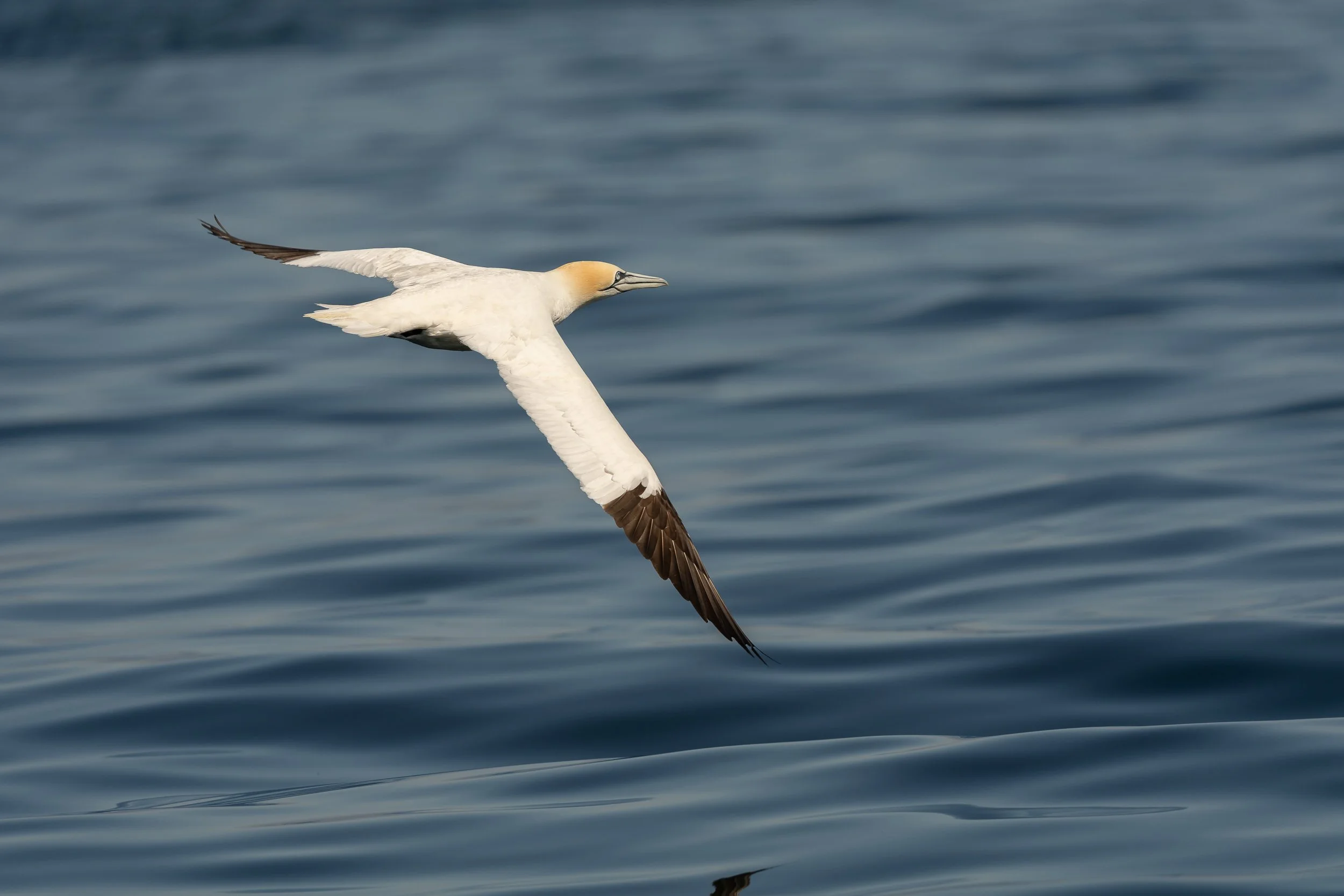 A low flying gannet