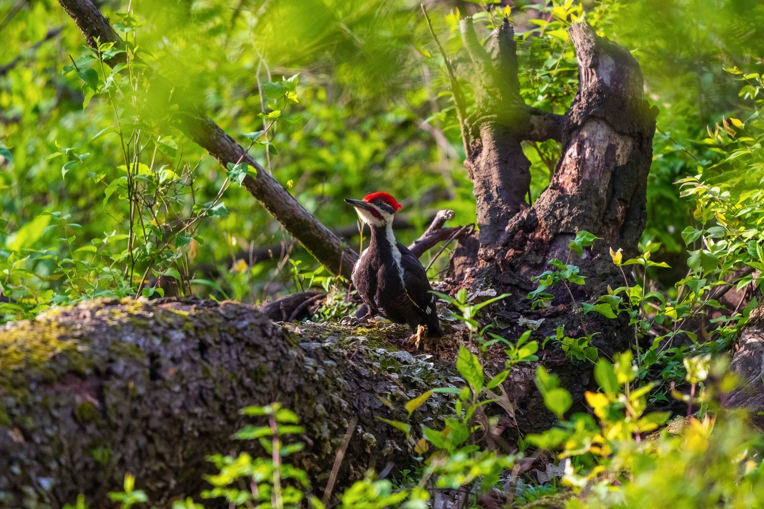 Pileated Woodpecker, Radnor Lake.  My first sighting of this large member of the woodpecker clan.