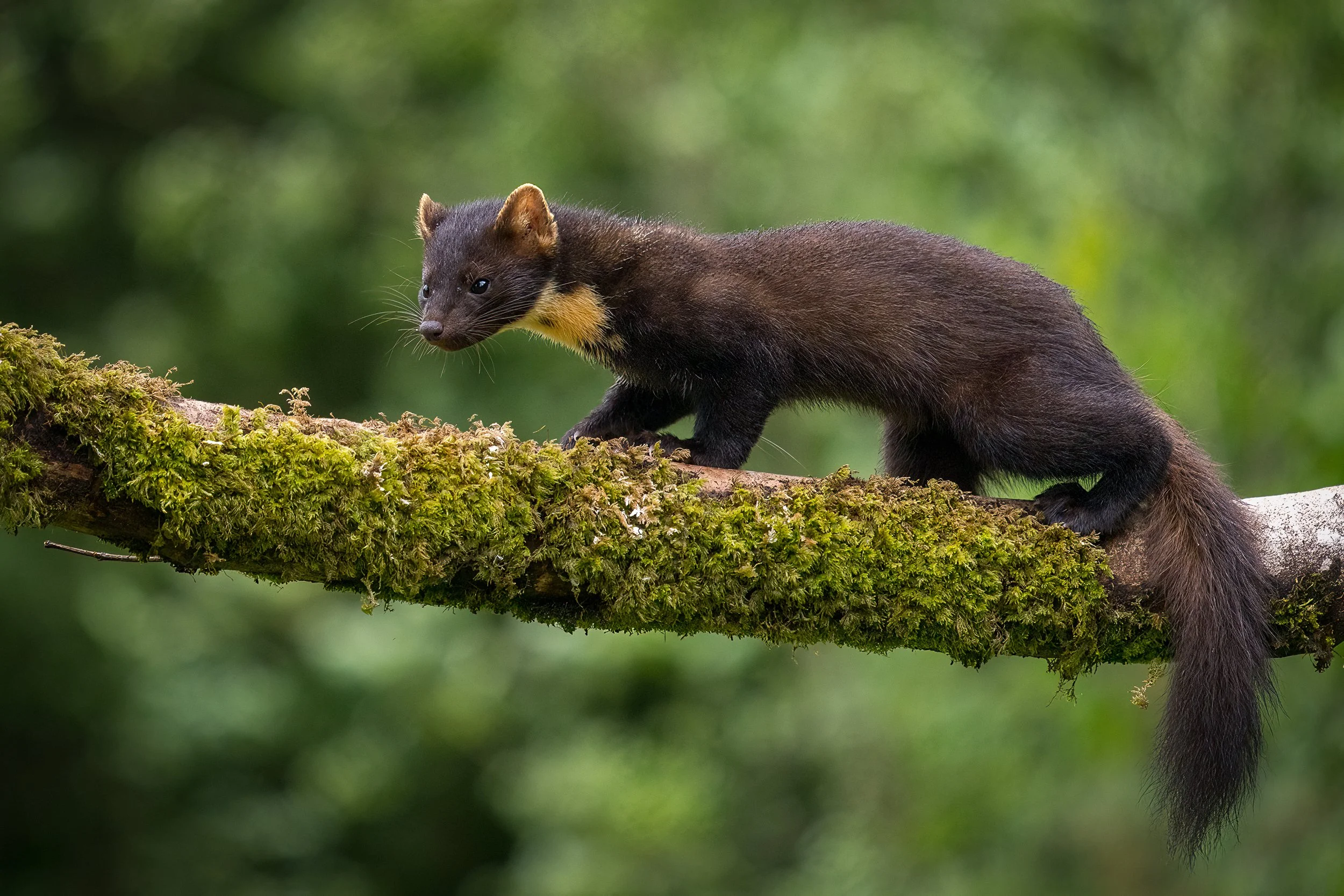 One of my goals for the year was to photograph the elusive Pine Marten.  This handsome creature and his/her mate visited on three occasions providing some wonderful opportunities for photography. 