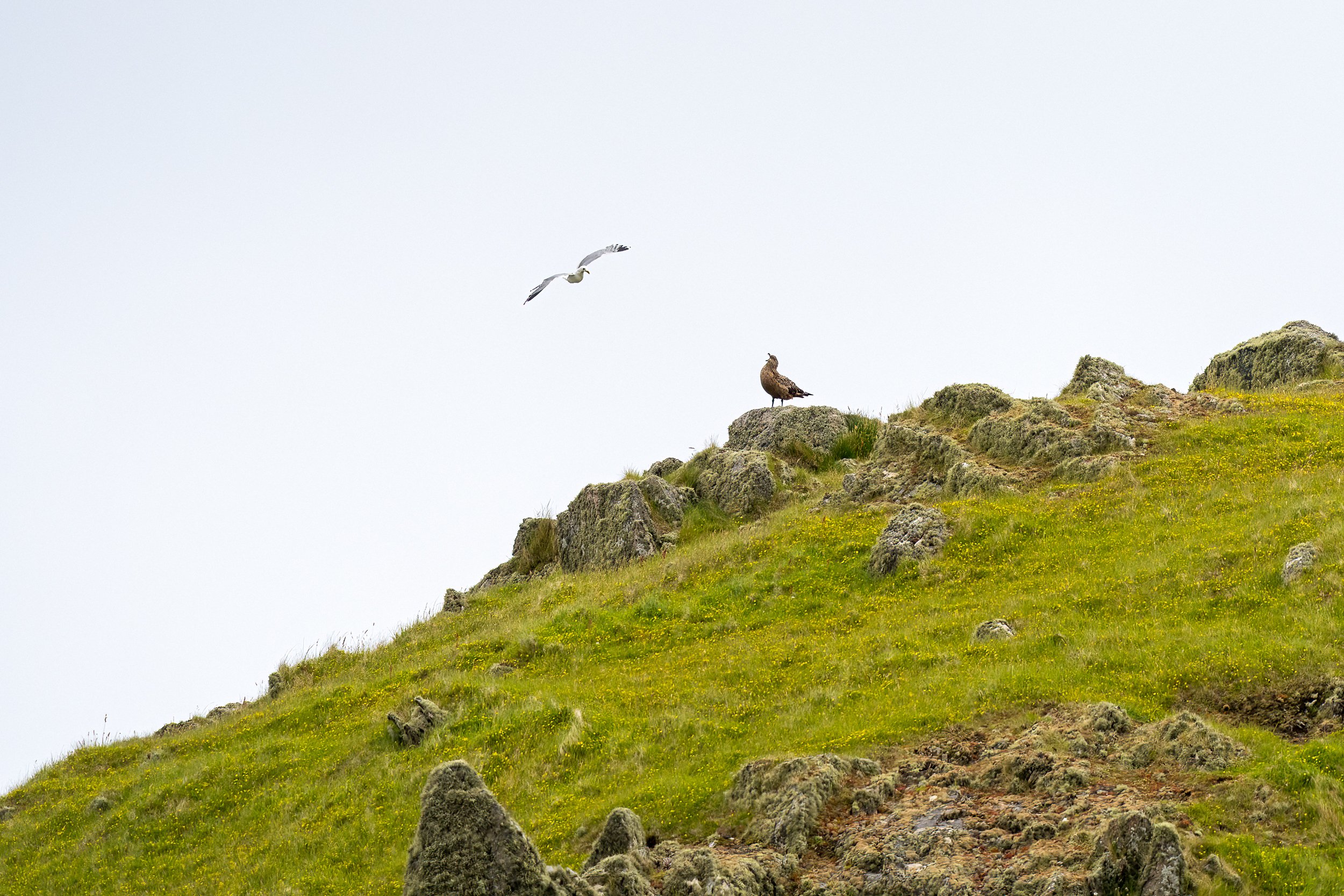 An angry gull, concerned about the threatening presence of a Great Skua.  