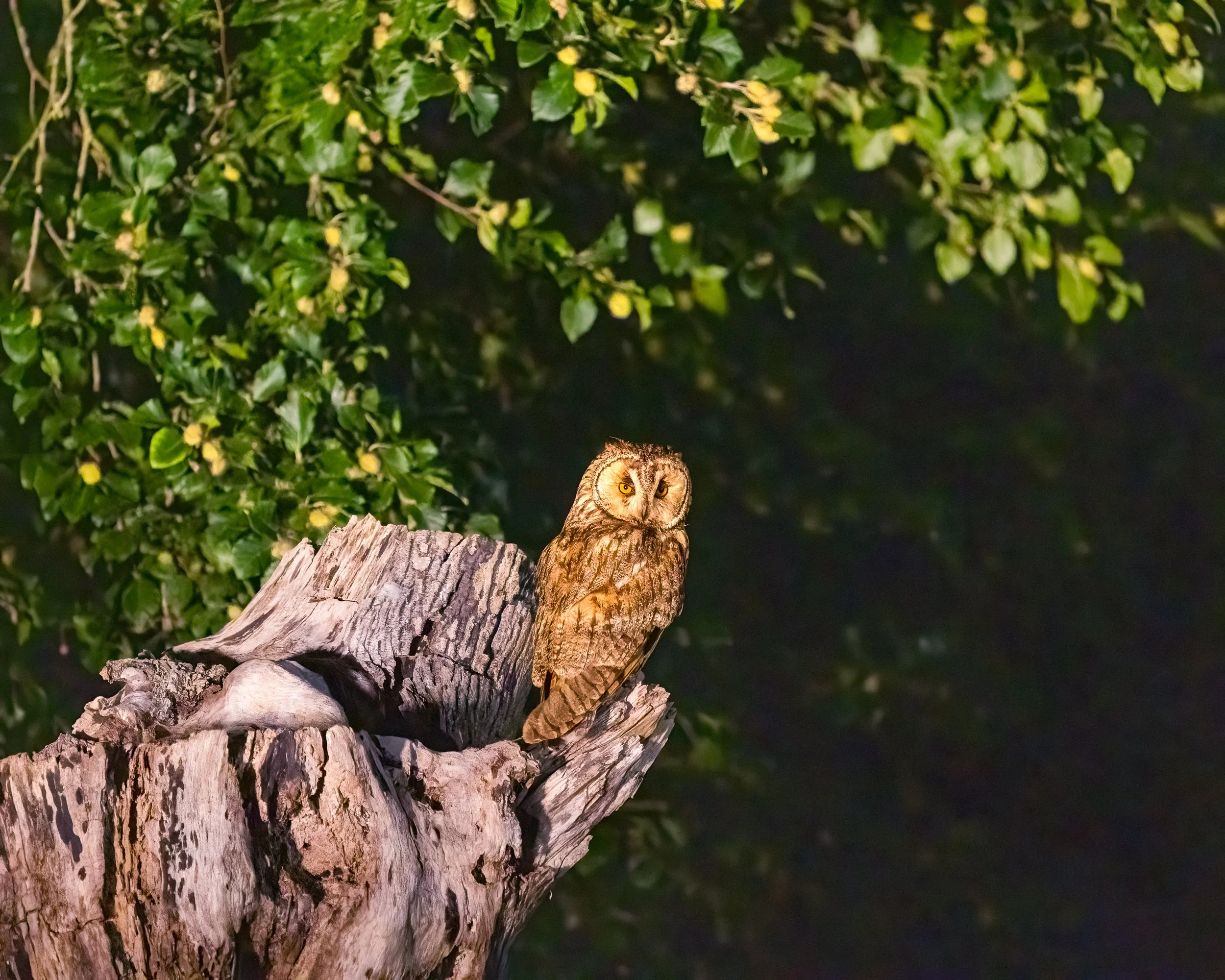 Barn owl.  Our first visit to Irish Photography hides.  Unfortunately the owl kept its distance and doesn't look its best in the rather harsh artificial light.  We tried again the next night but that time the owl didn't show before we needed to catch