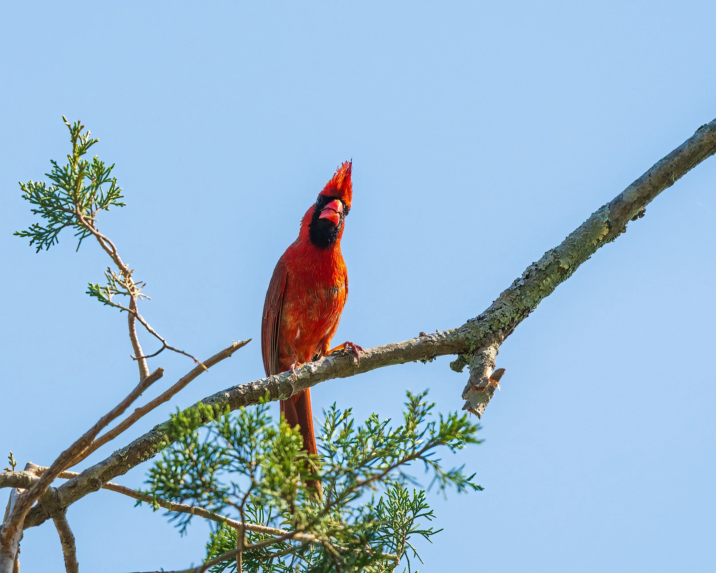Cardinal, Oak Hill, Nashville
