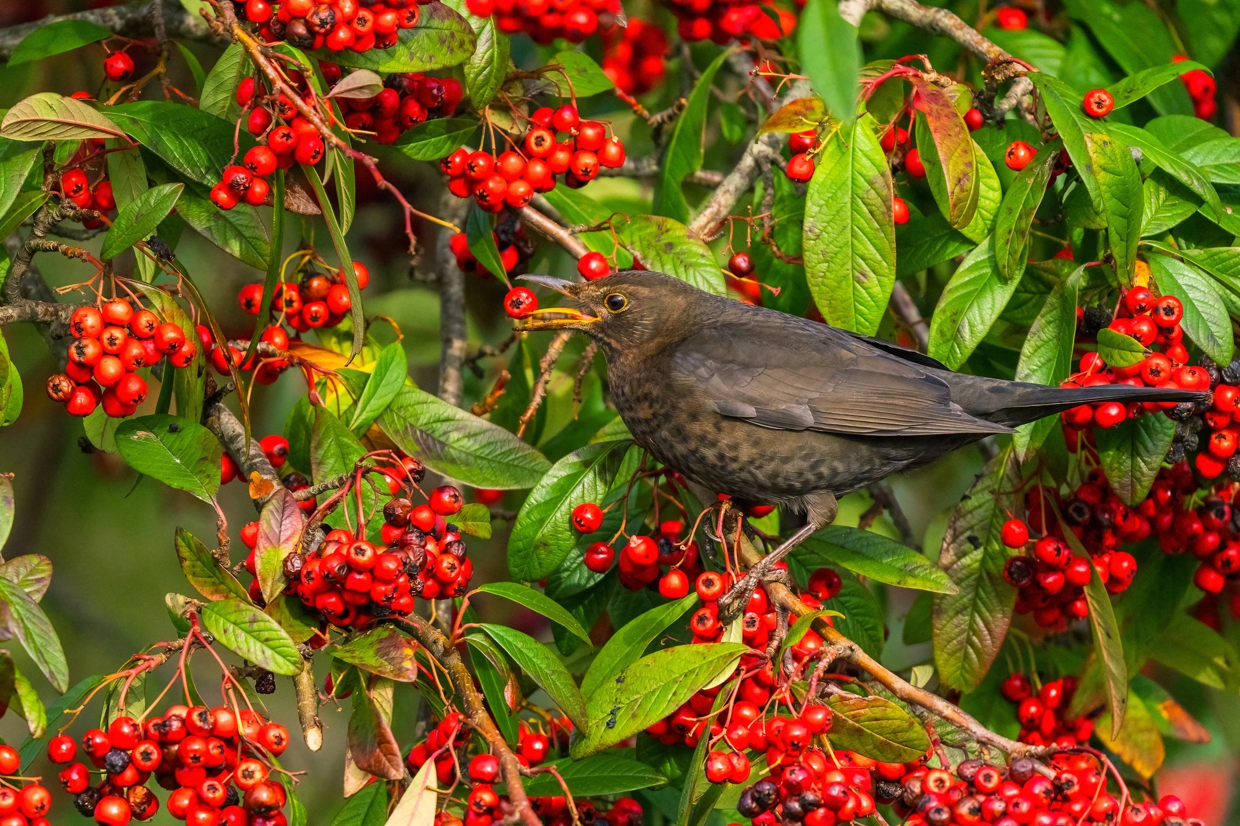 Down the Hatch 2.  Blackbird.  Belfast Boat Club