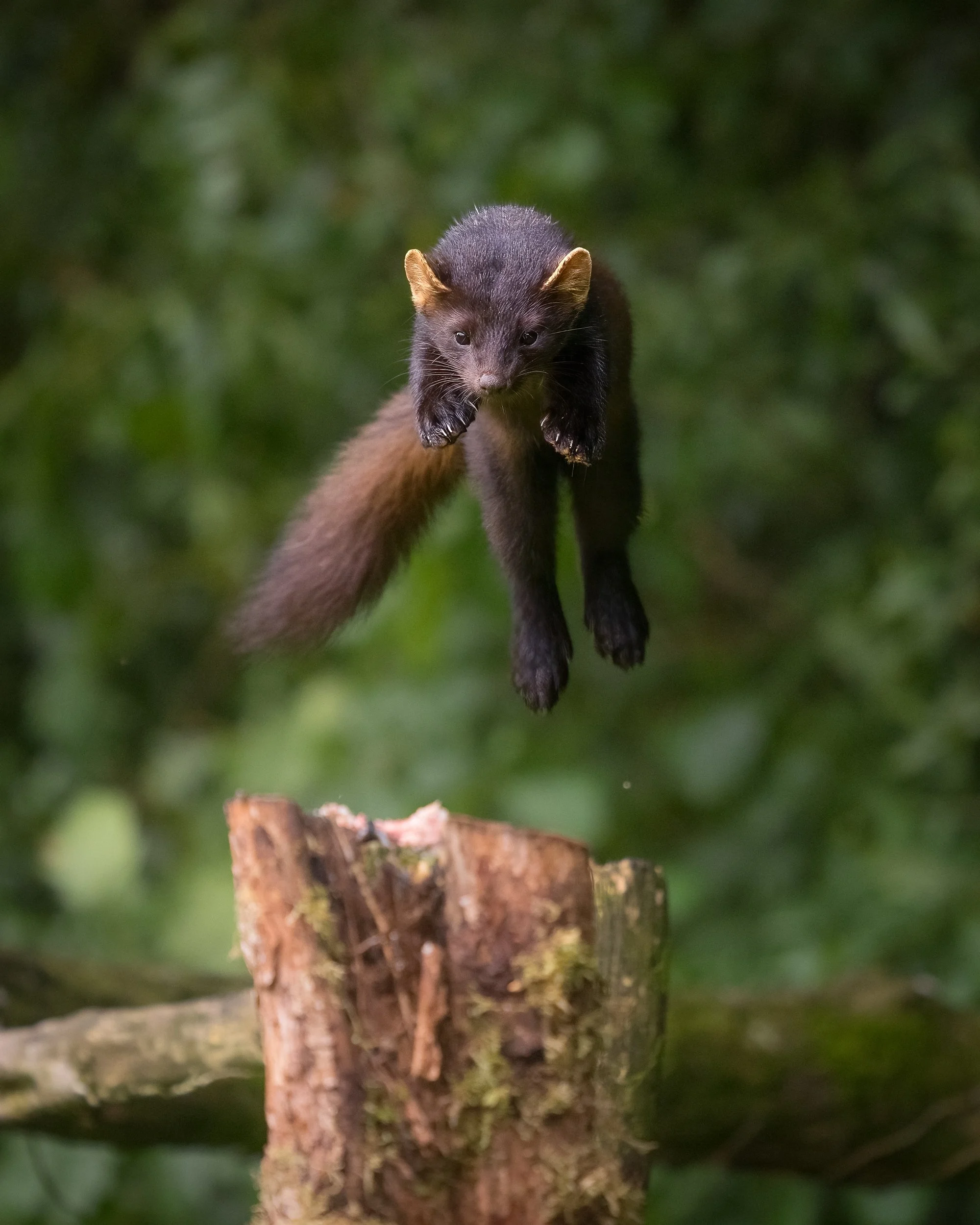 The leap.  