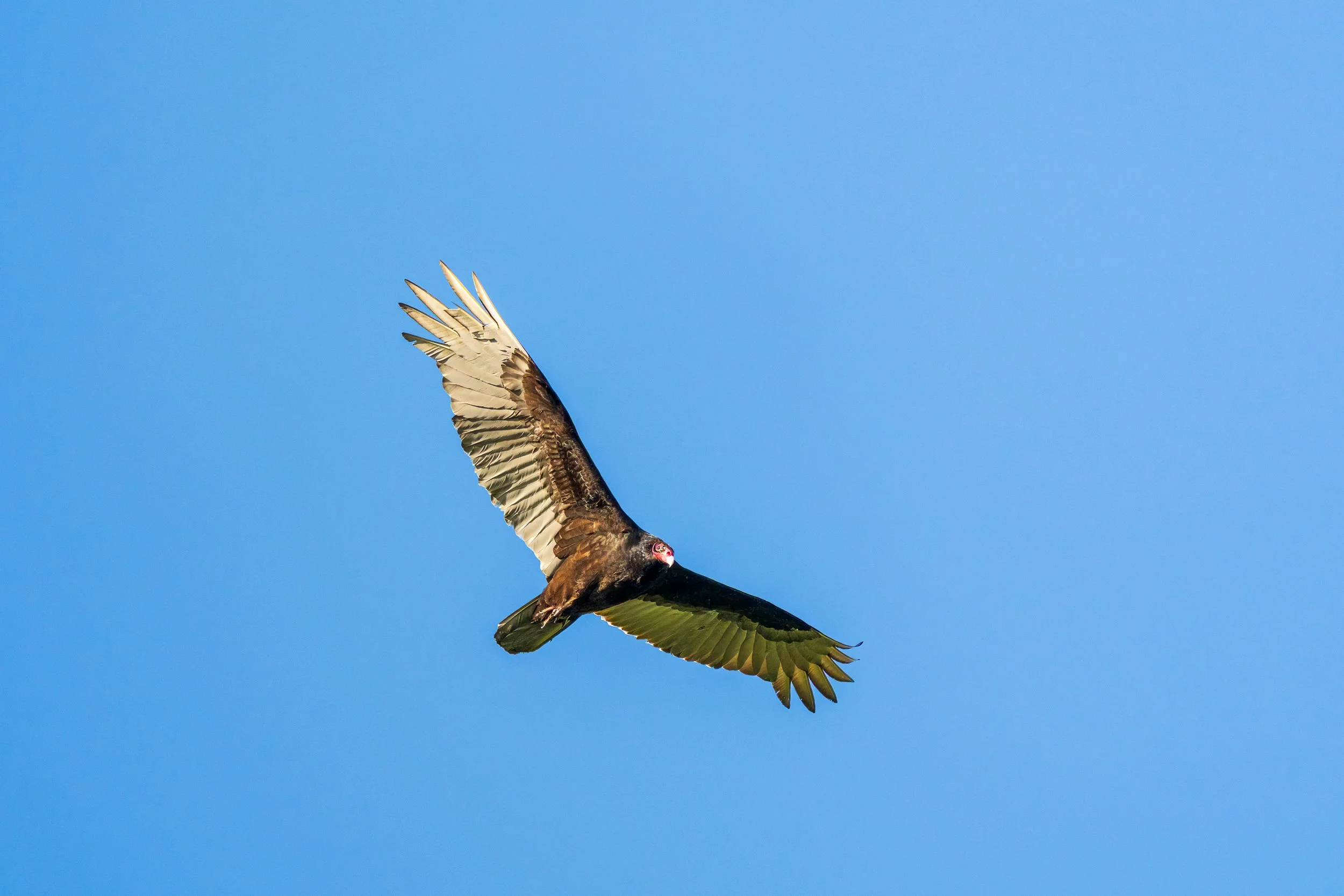 Turkey Buzzard, Oak Hill, Nashville