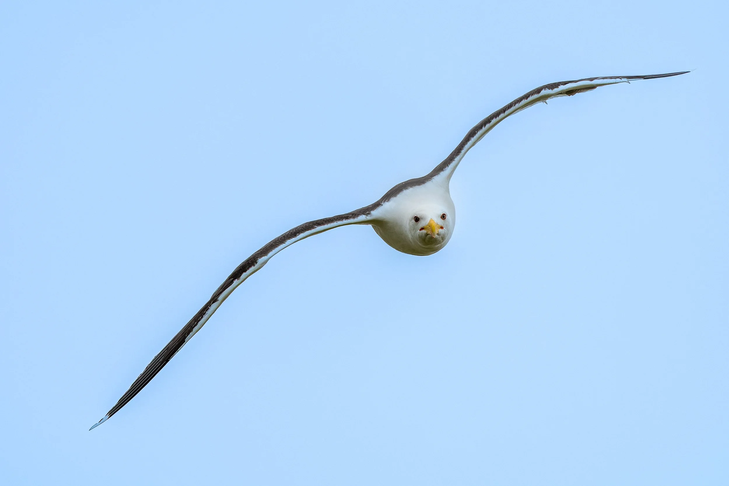 The high vantage point where the ruins of the former lighthouse still stands allows the opportunity to photograph this great black-backed gull head on.