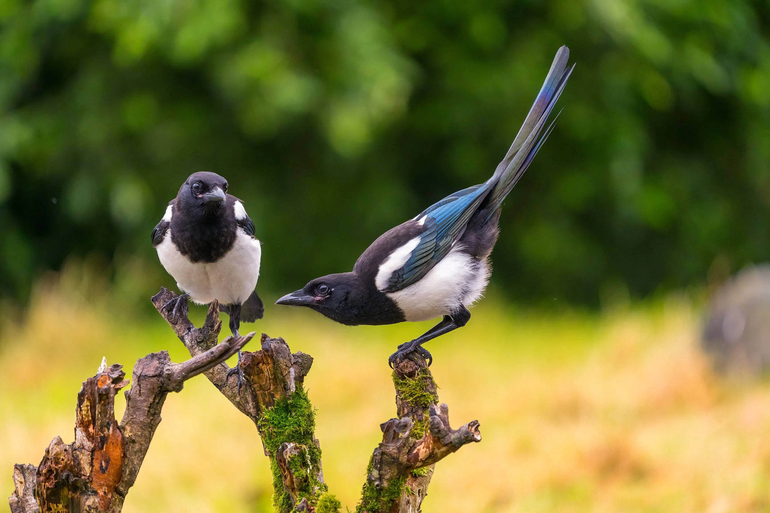 Magpies are smart in both senses of the word.