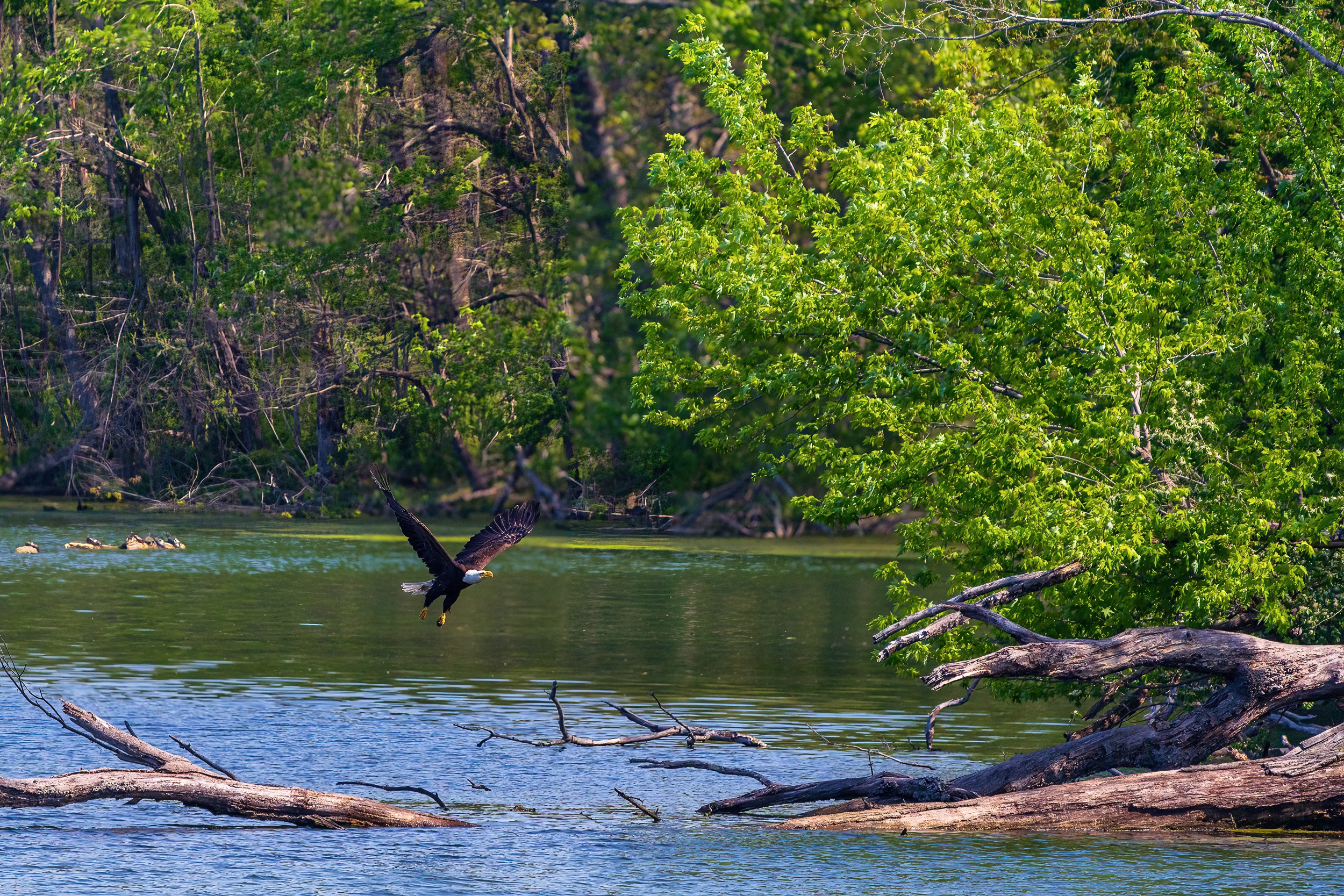Bald Eagle flying low beneath its nest