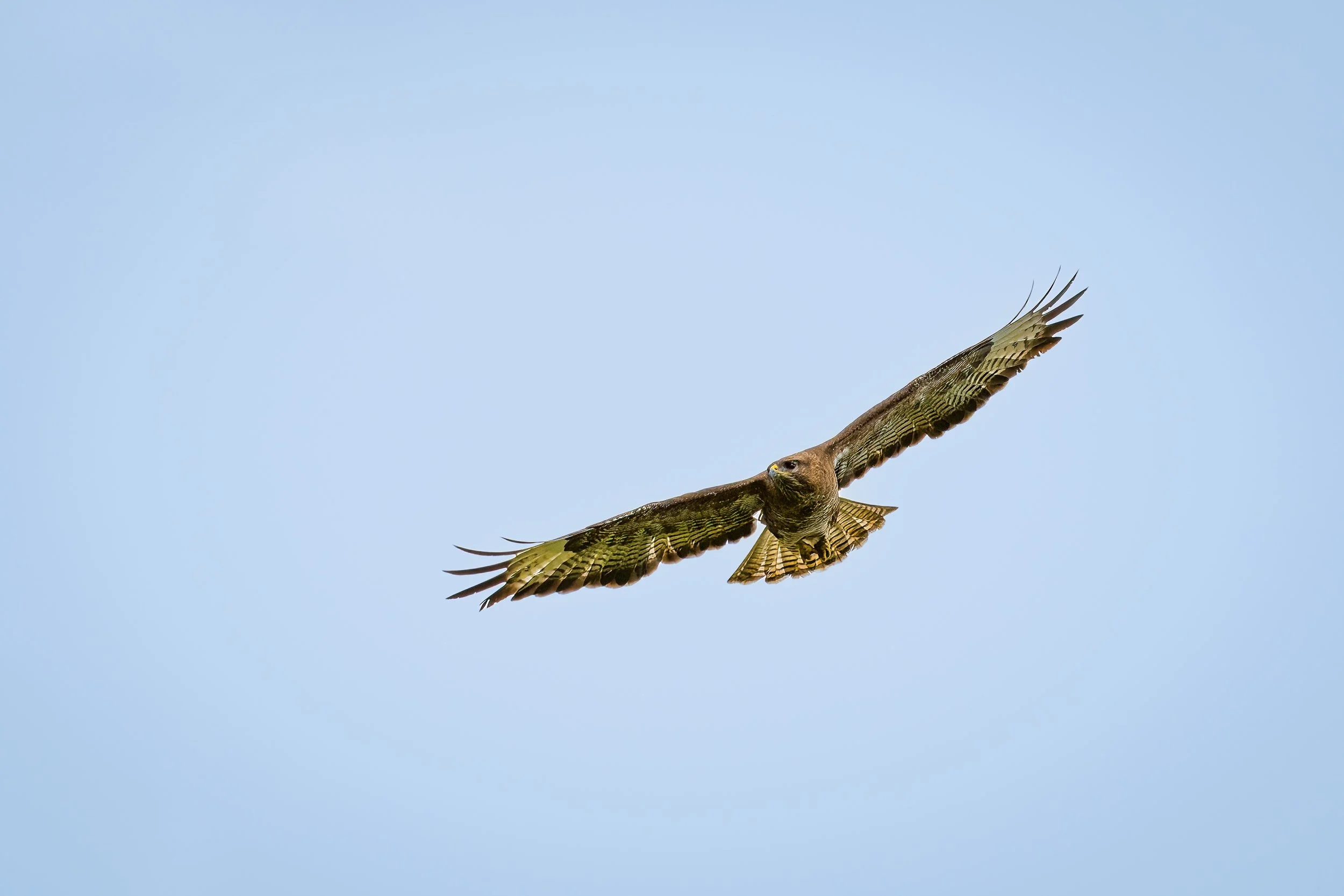 Buzzard, Dunadry, Co Antrim