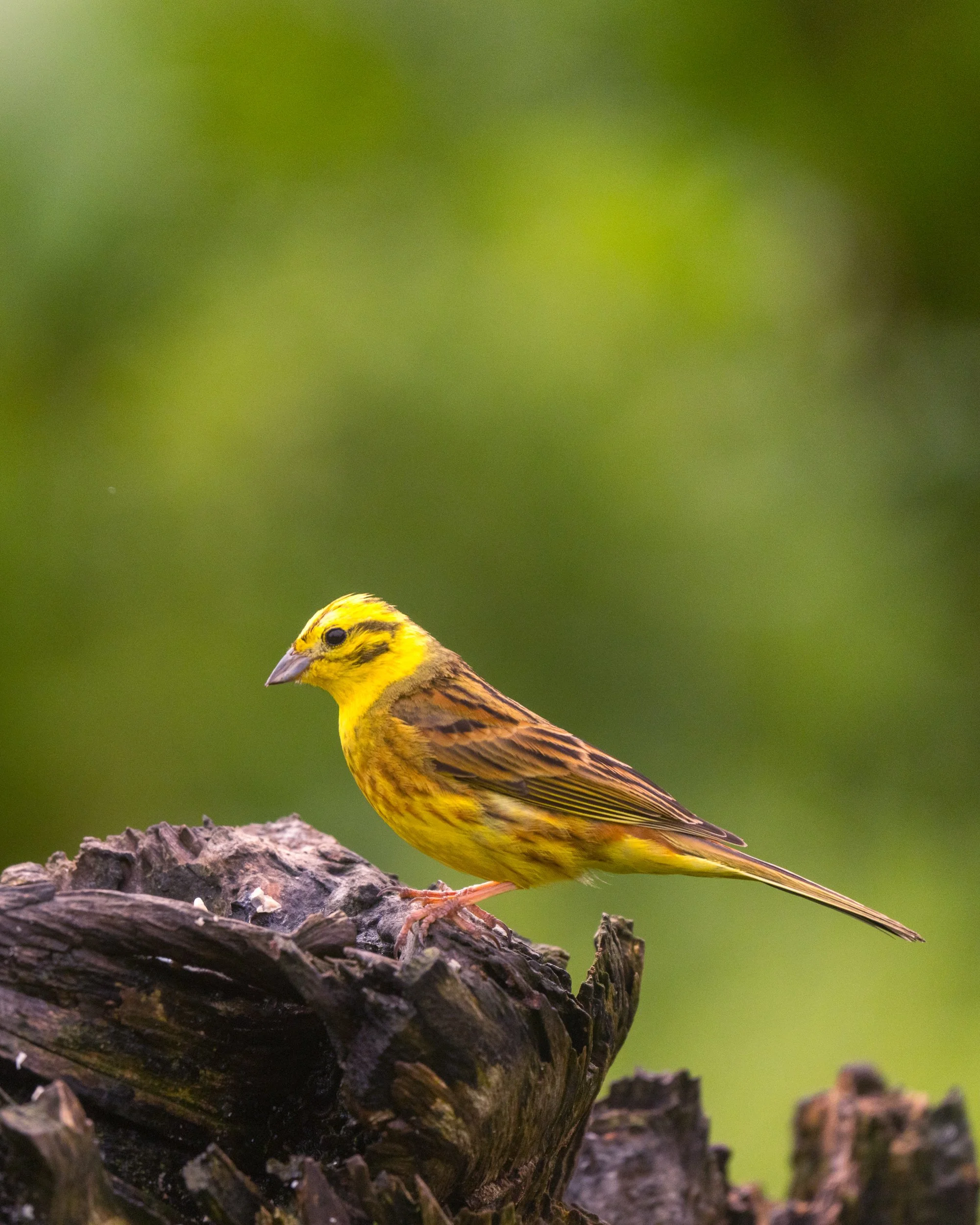 The beautiful Yellowhammer. 