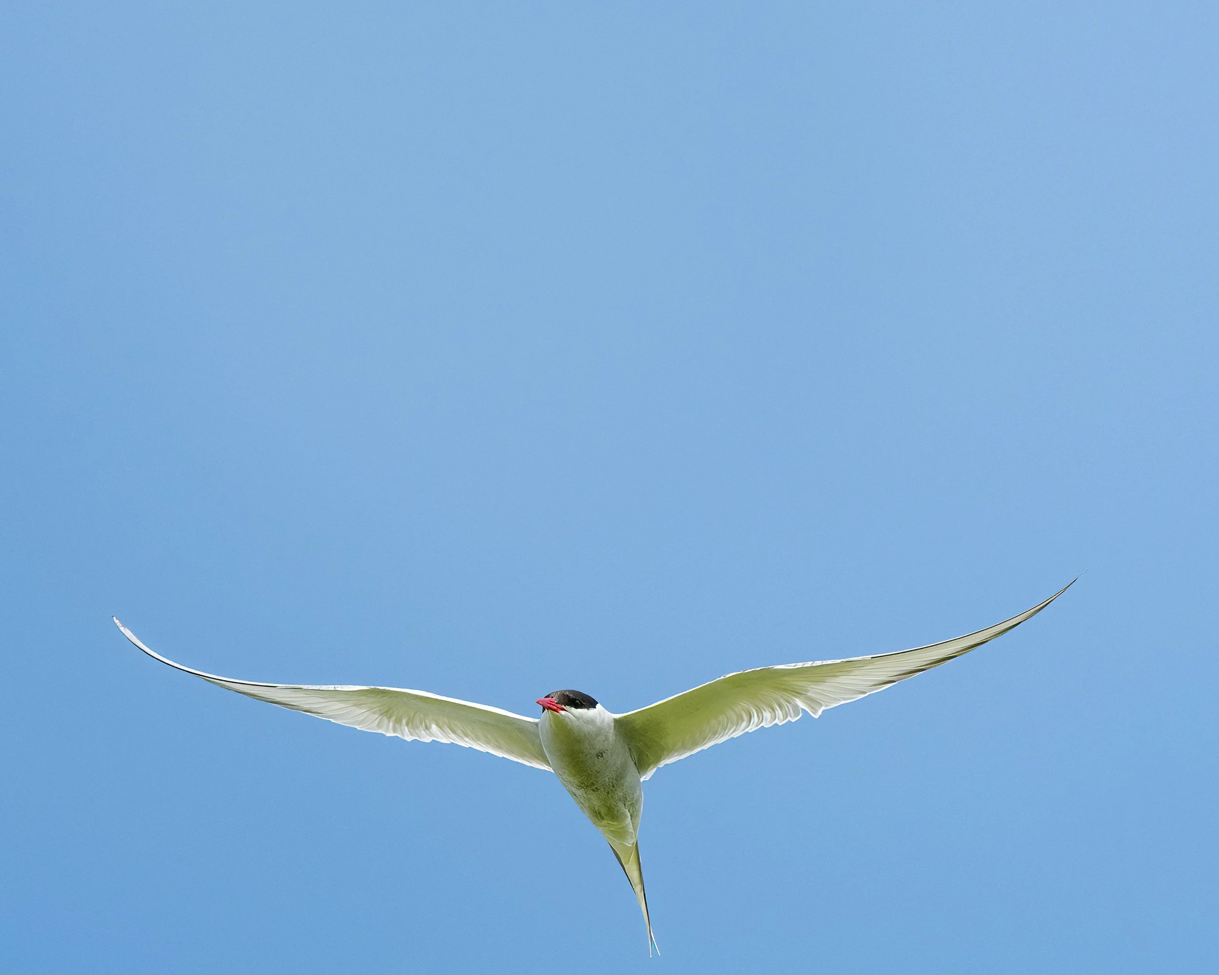 Arctic Tern