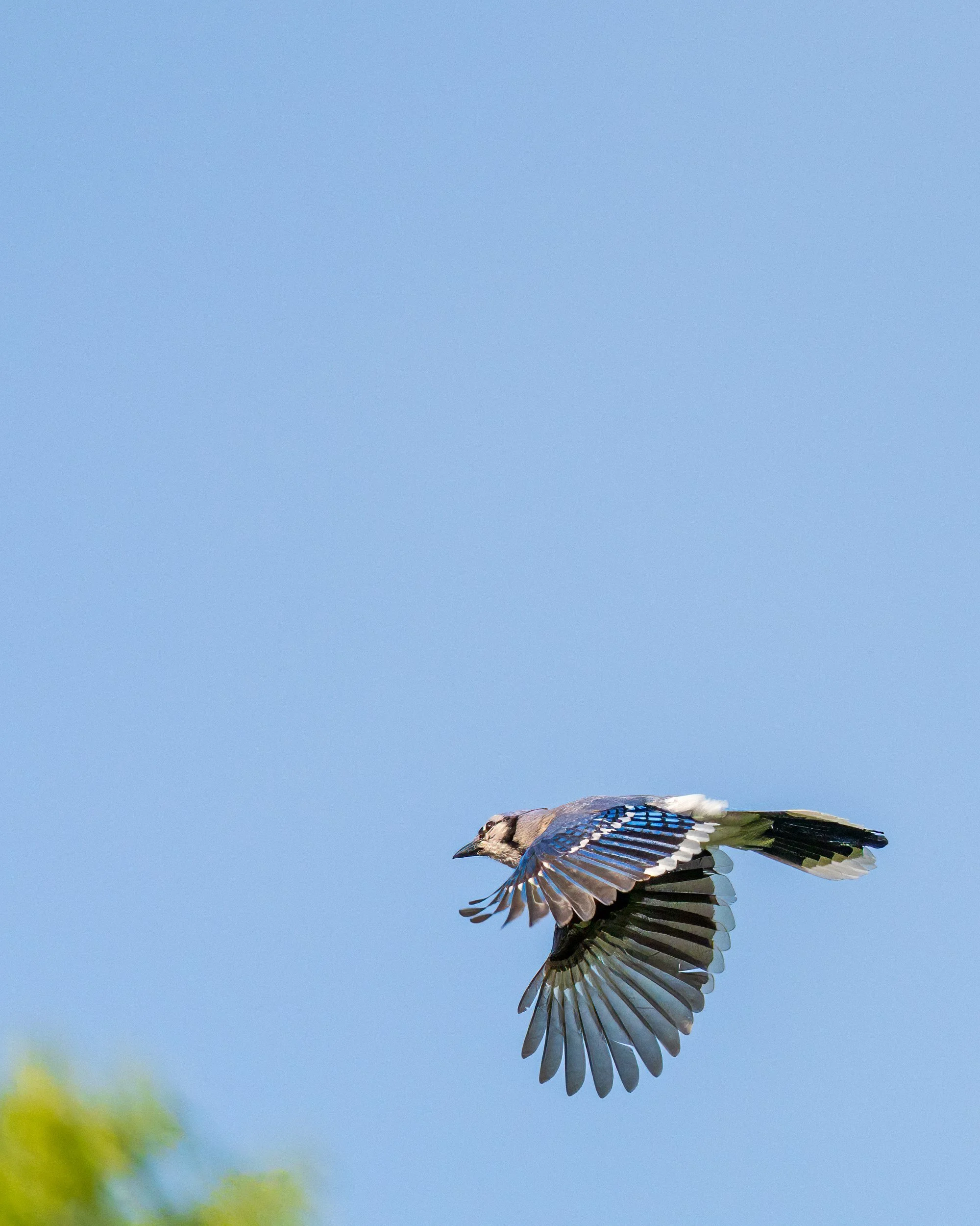 Blue Jay