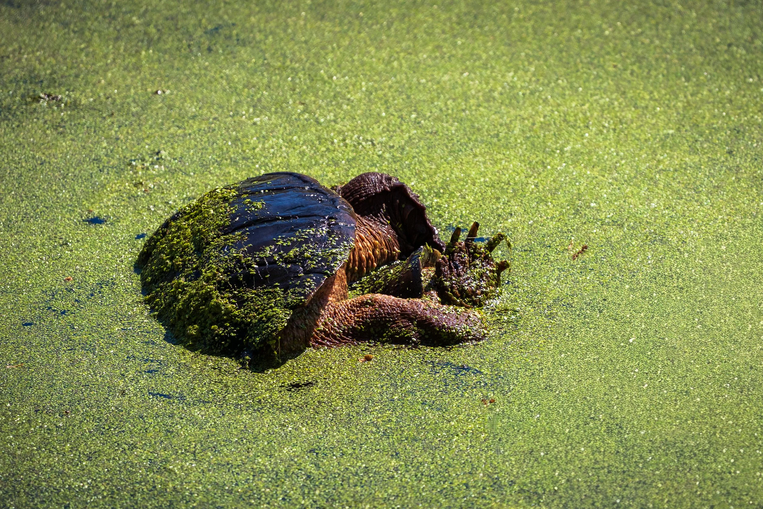 The Beast from the Green Slime!  A common snapping turtle.