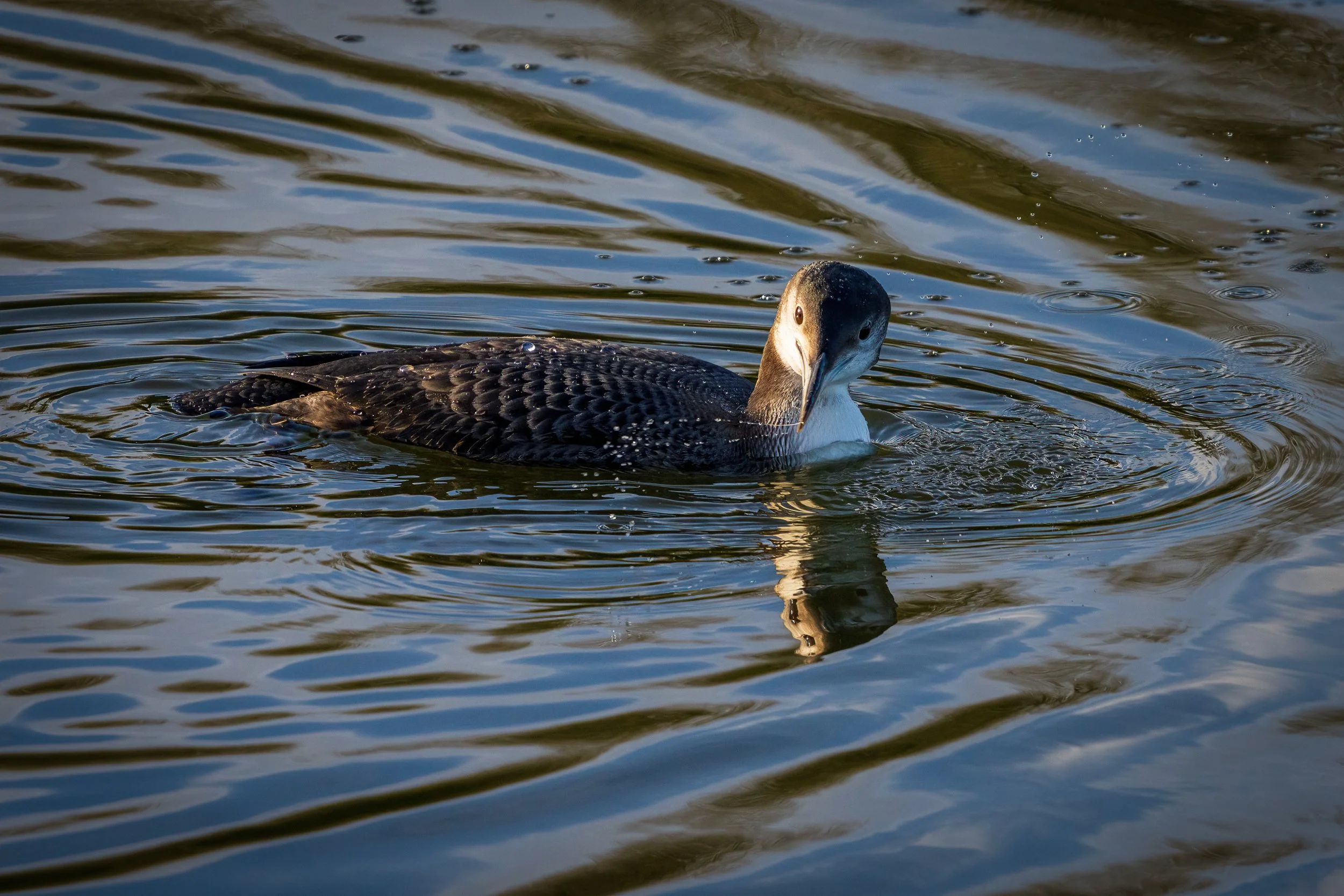 A rare close sighting of a Great Northen Diver at the Inch Wildfowl Reserve