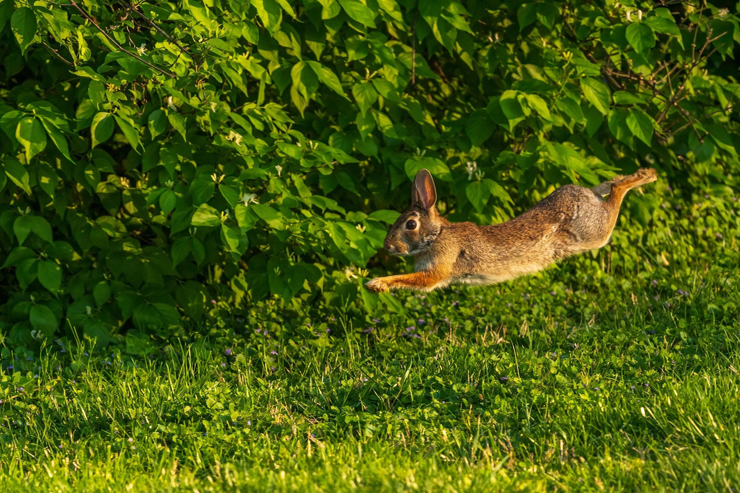 Eastern Cottontail, Oak Hill, Nashville