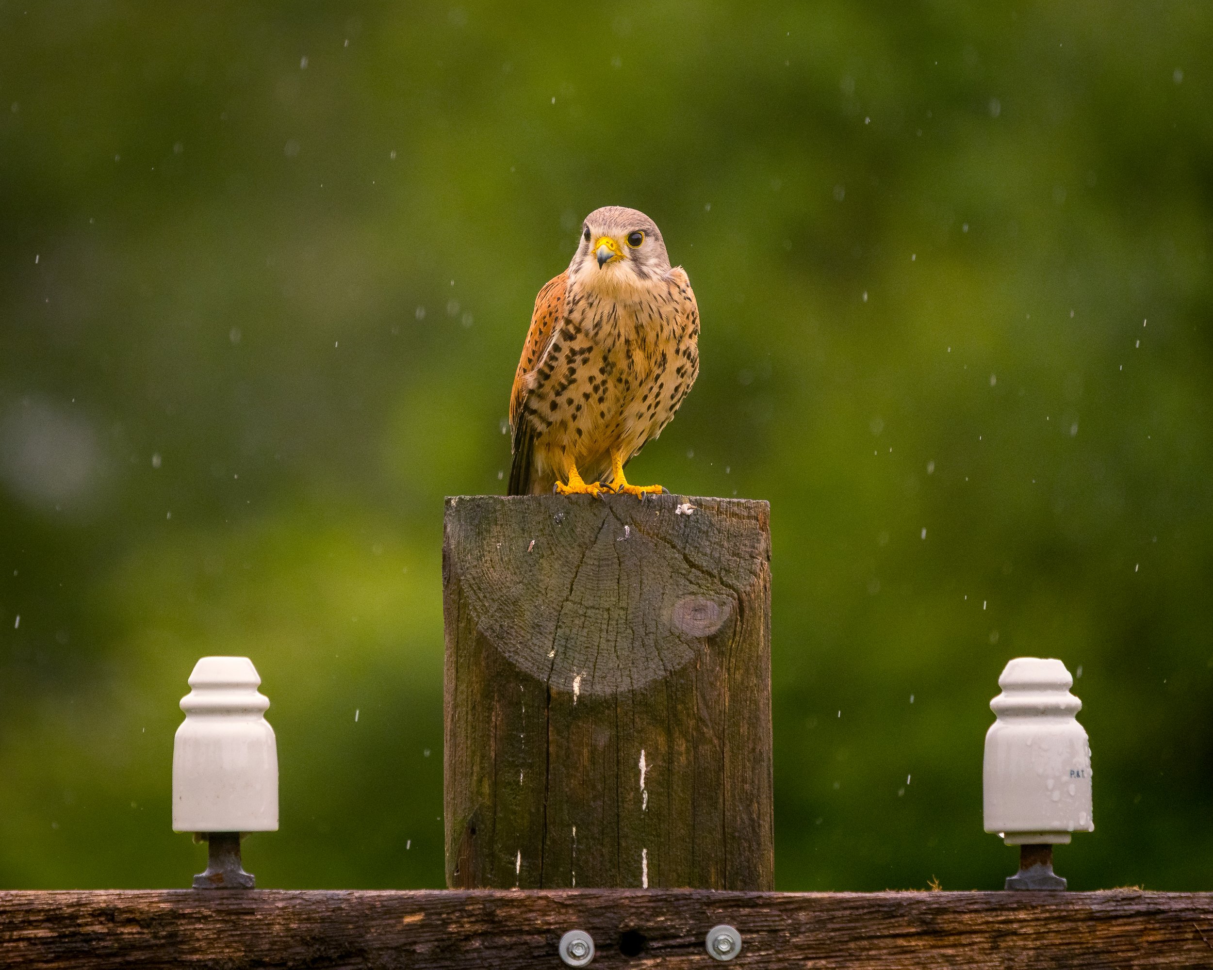 Our final visit was to the Kestrel hide.  Once the rain had stopped they swooped in.
