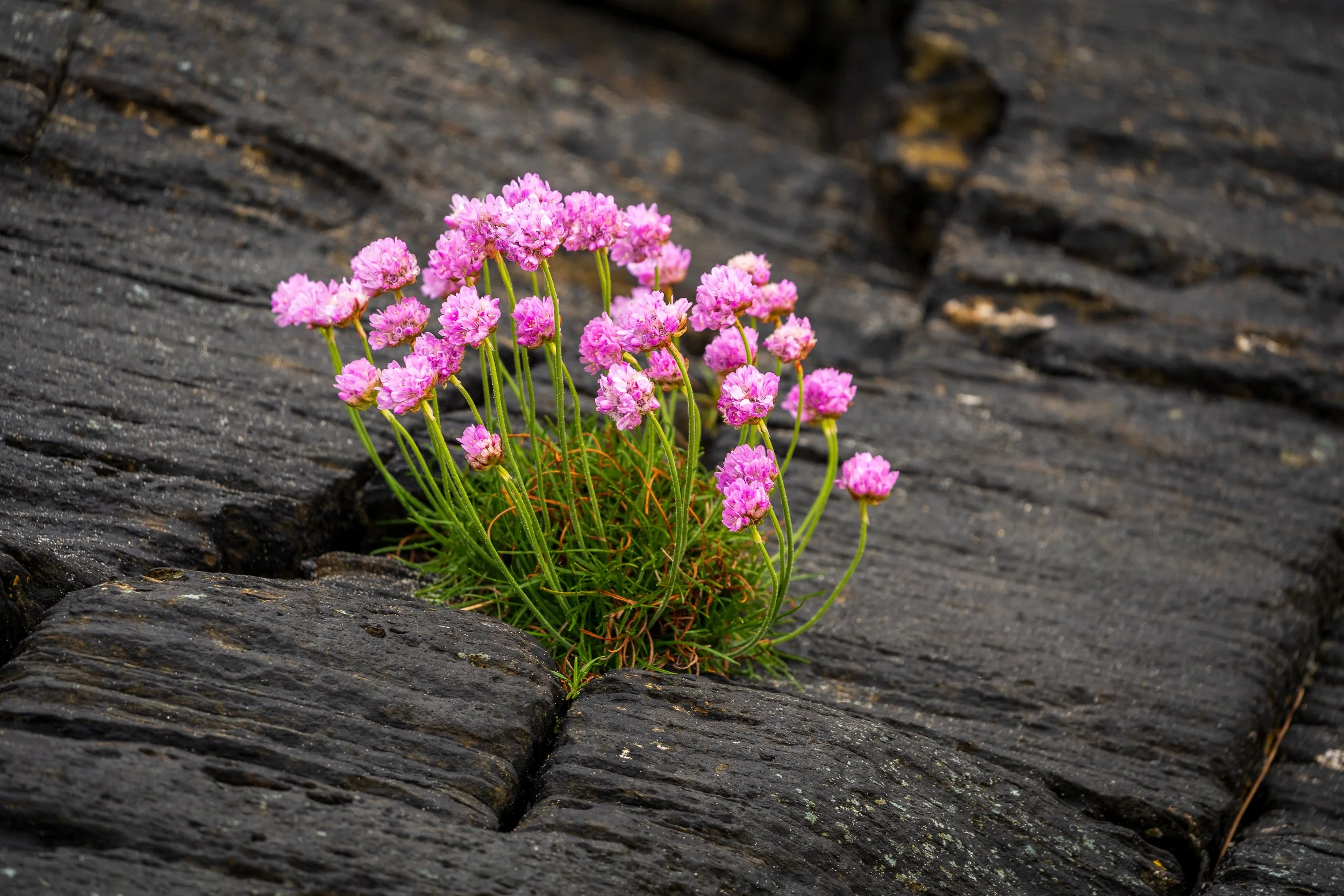 Sea Pink, Donegal