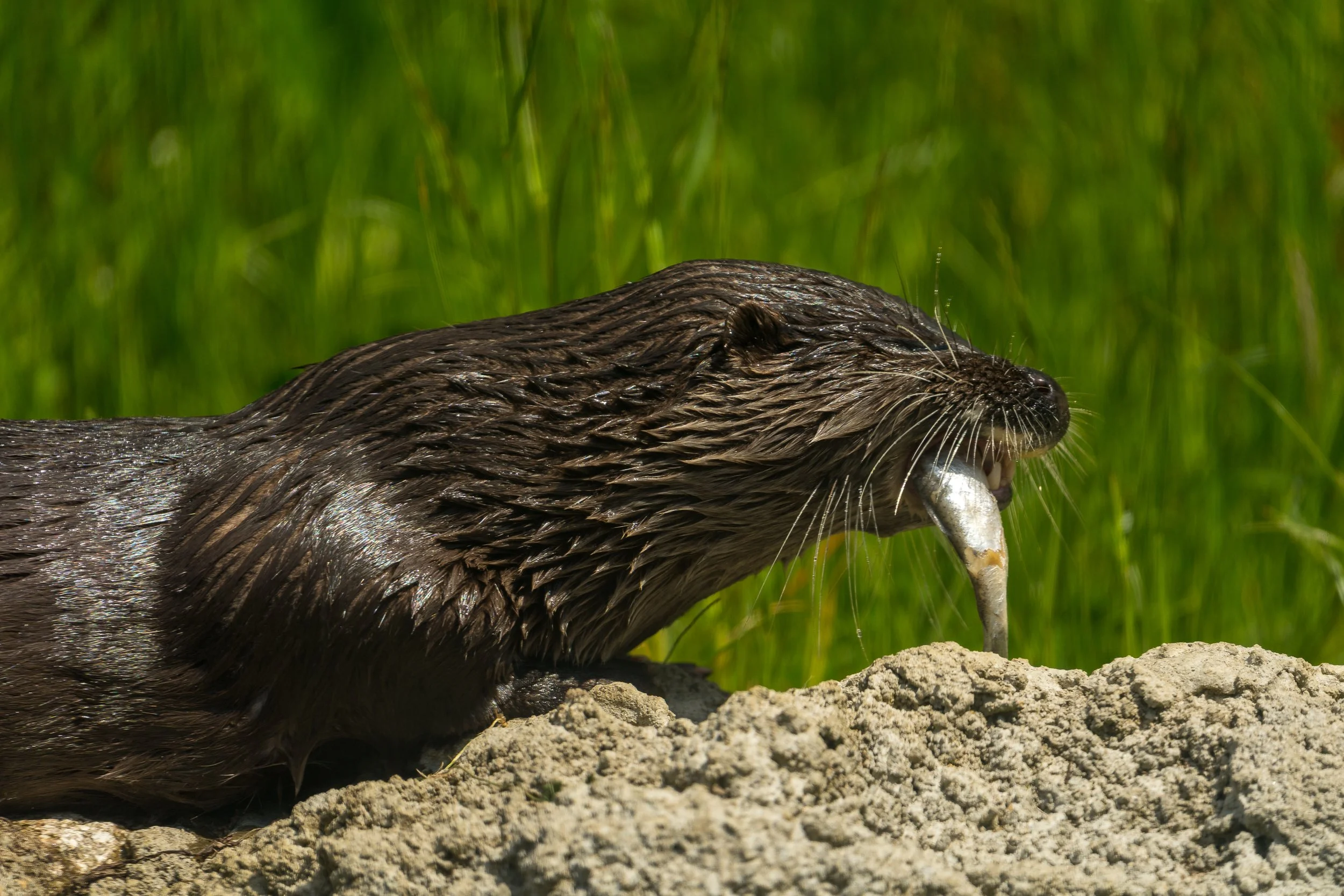 Feeding time.  Otter at Wild Ireland