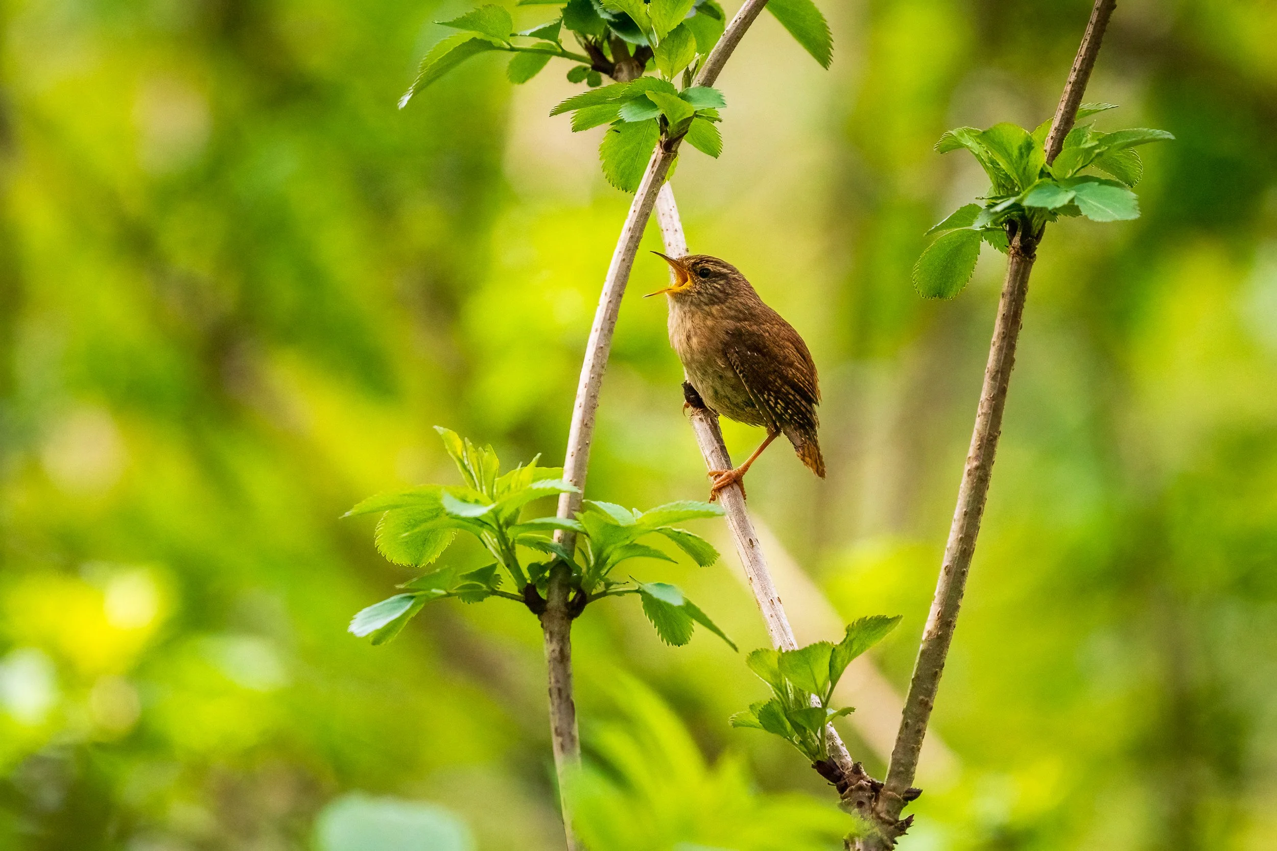 The Wren, small in stature, mighty in voice