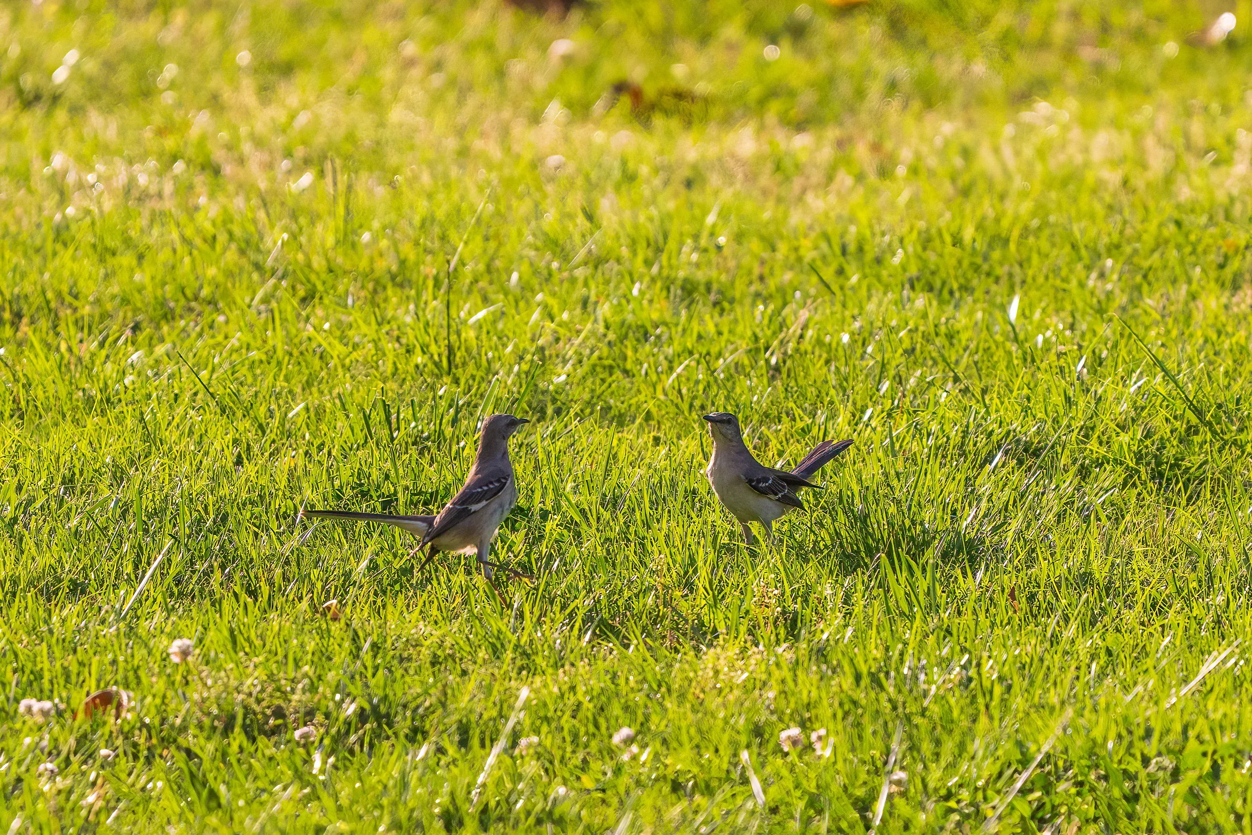Mockingbirds Face-off 