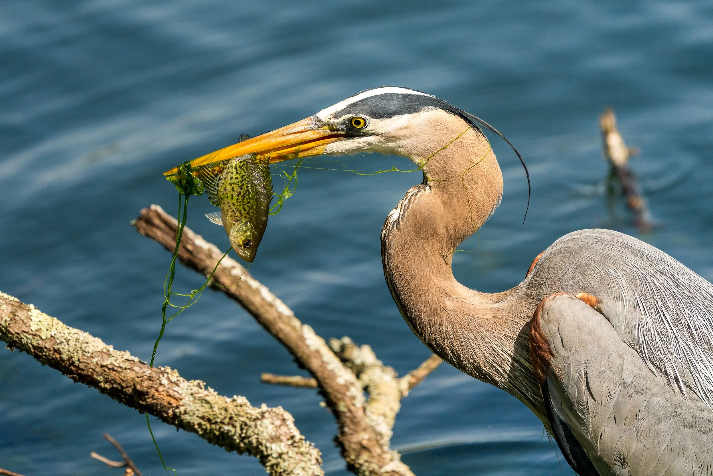 A spot of lunch for the Great Blue Heron, Radnor Lake