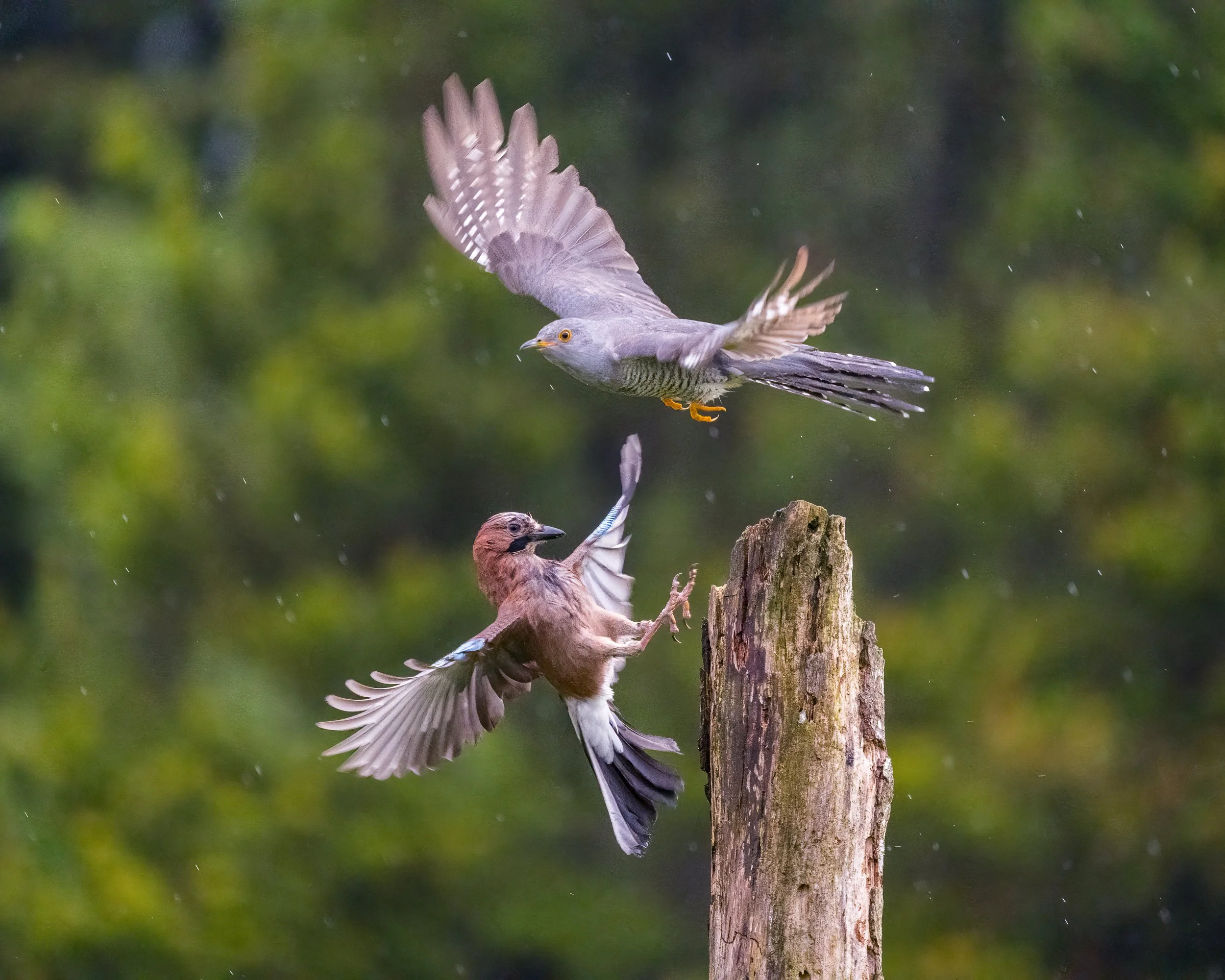 The jay wins!