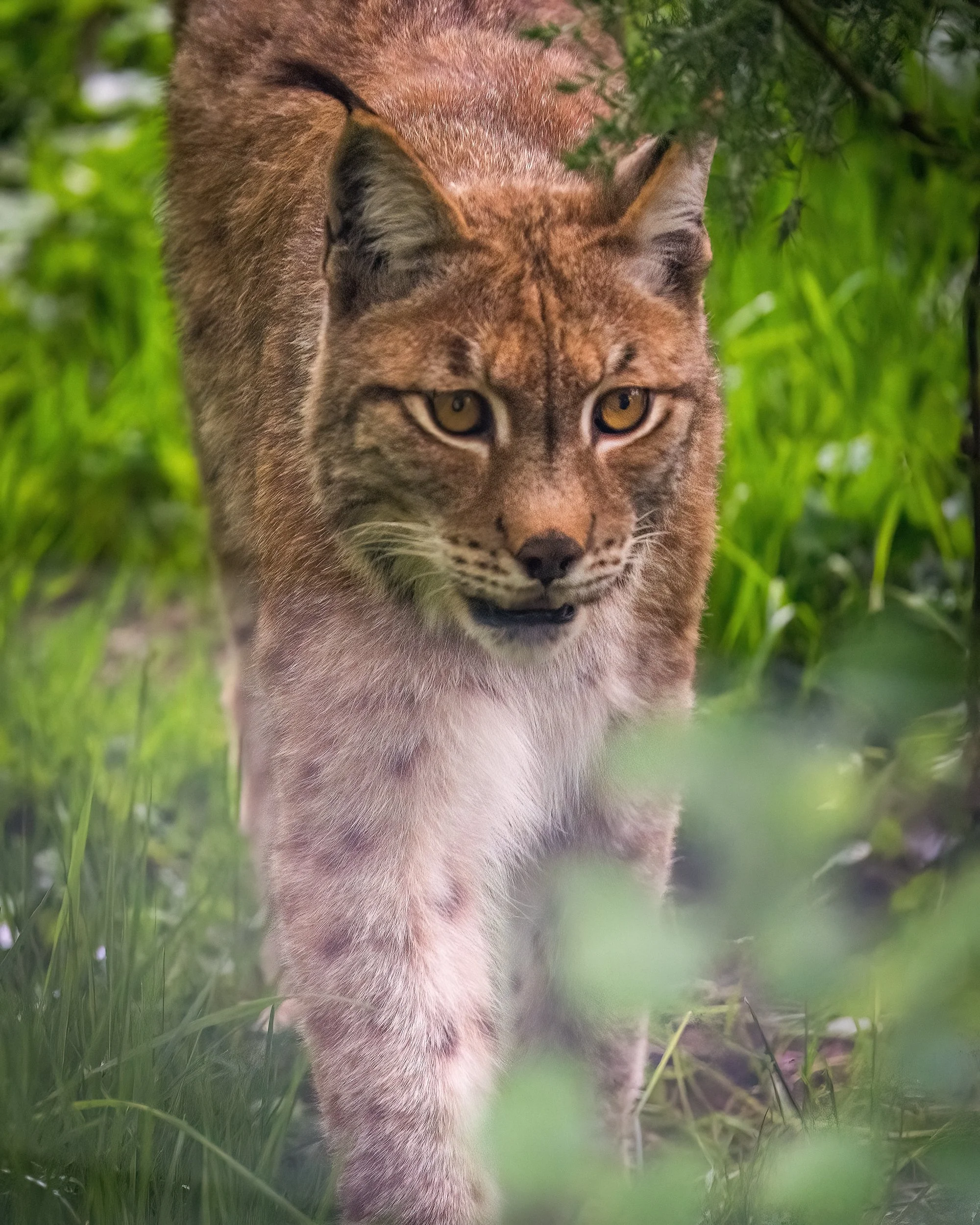 First and only glimpse of the Lynx.  Wild Ireland