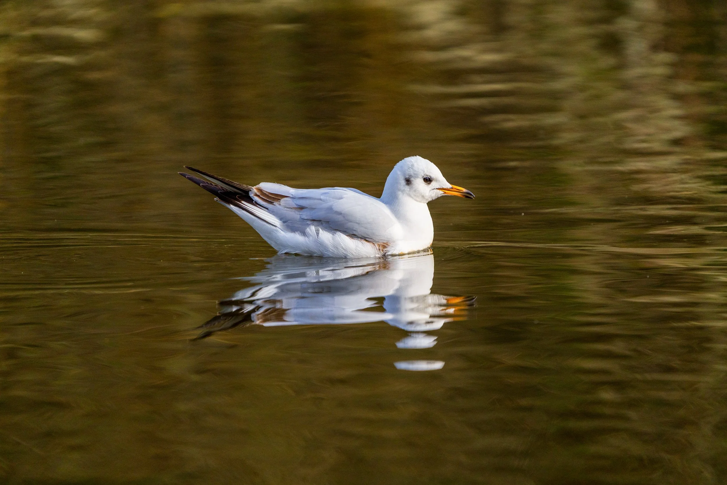Black Headed Gull. River Lagan