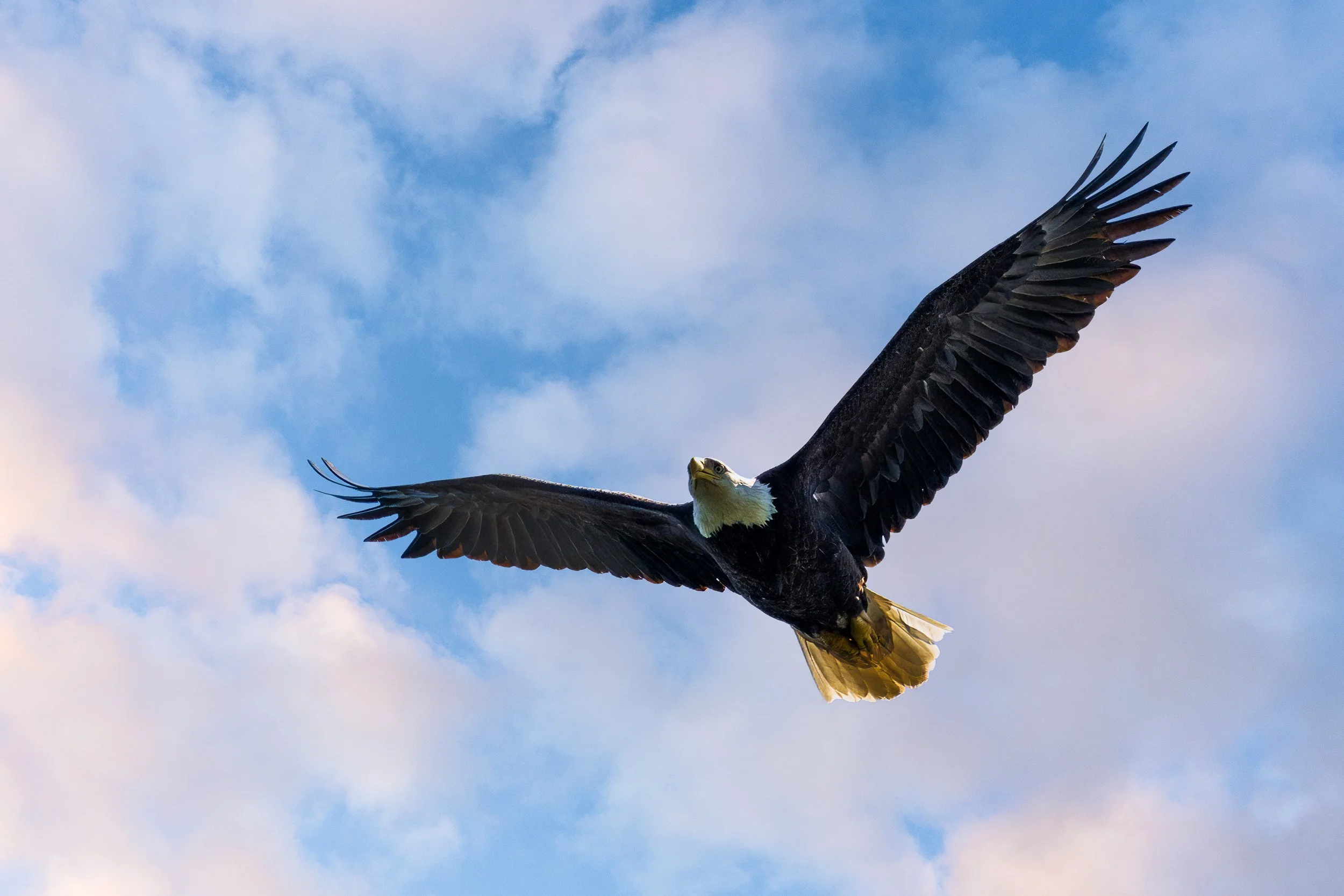 After three visits the Bald Eagle finally flew my way.