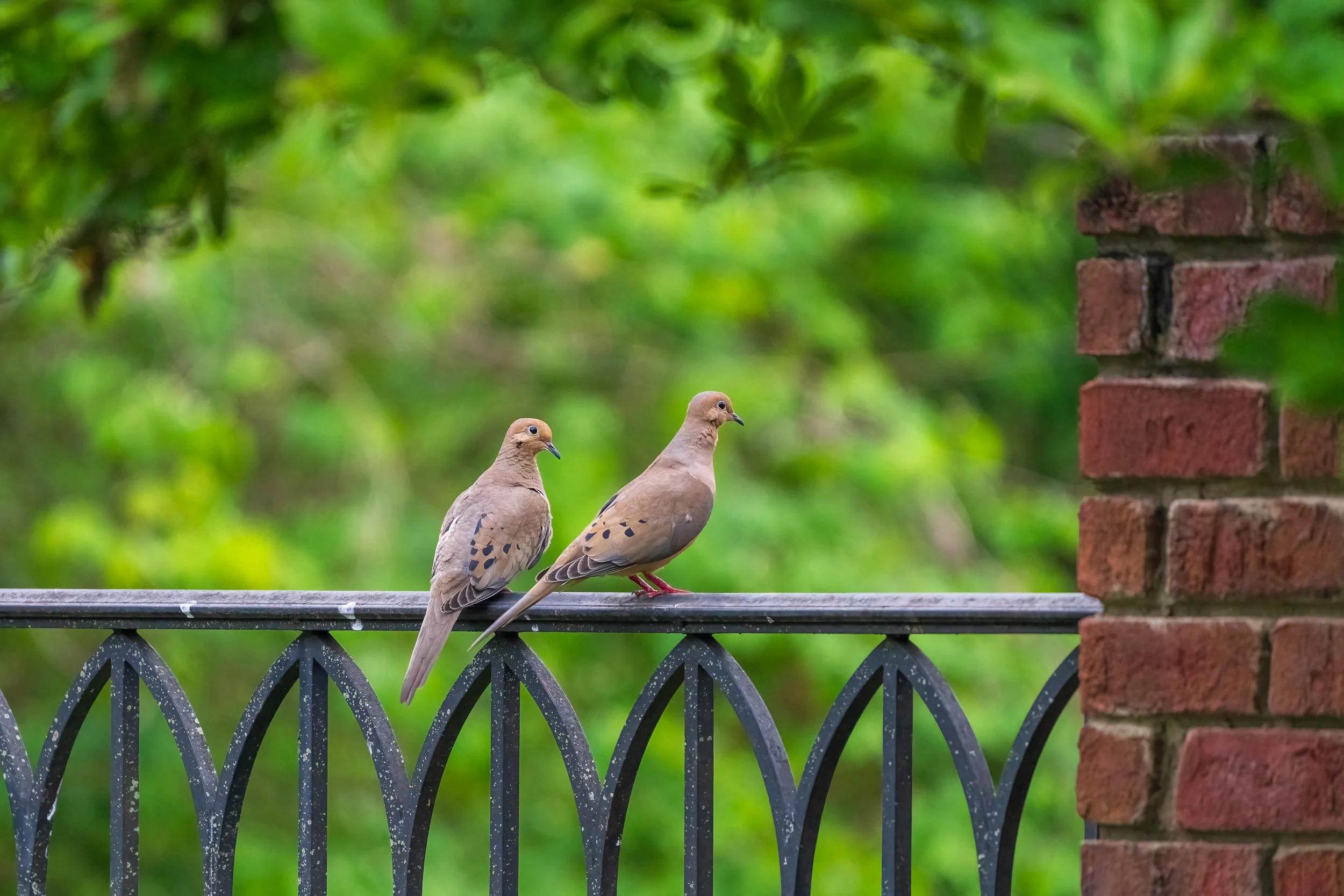 Mourning Doves, Oak Hill, Nashville
