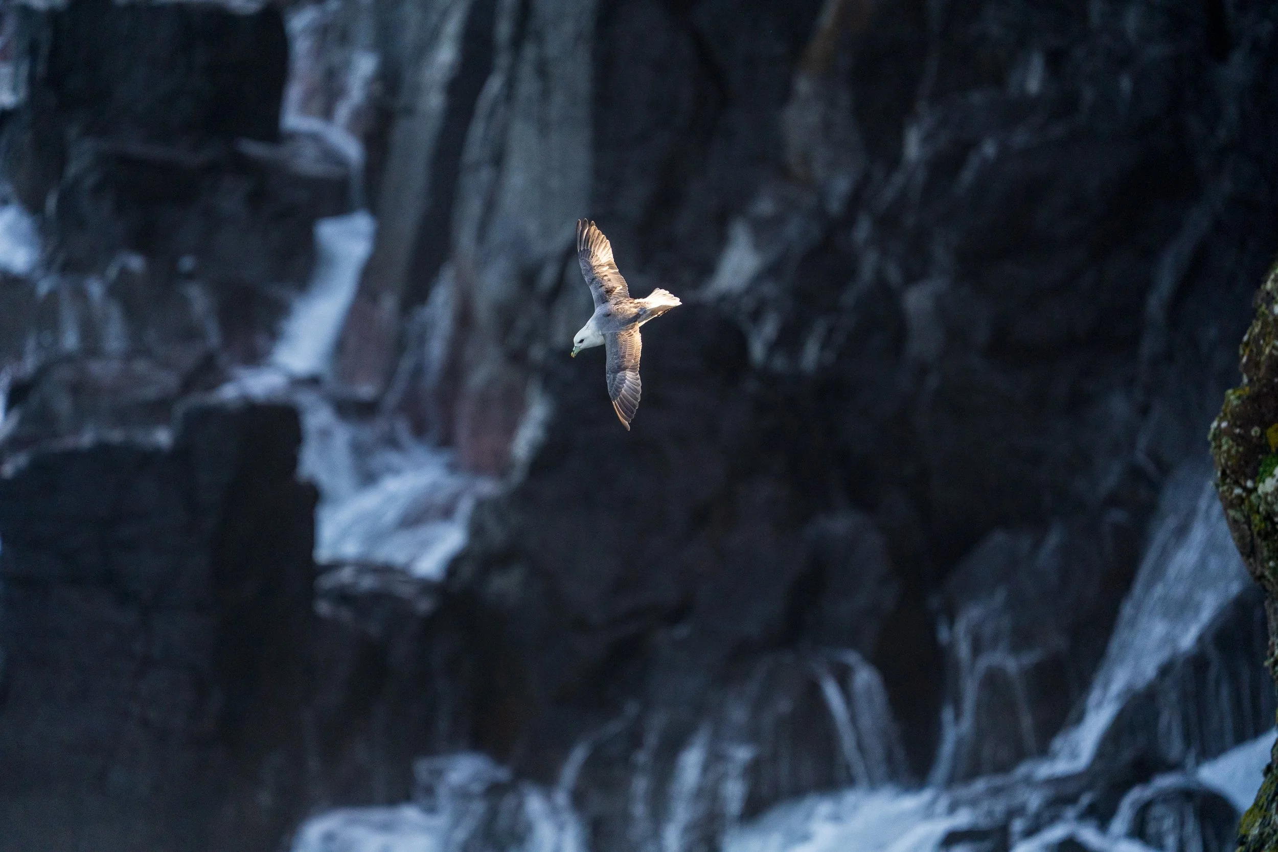 Fulmar.  Dunseverick cliffs.
