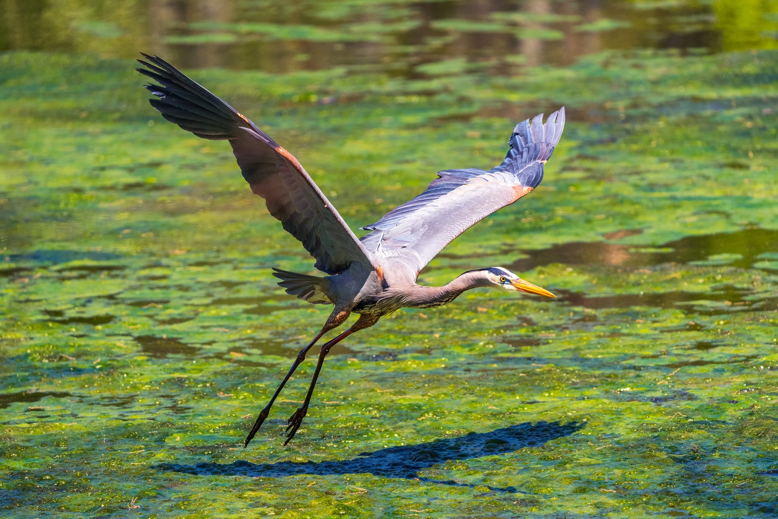 Great Blue Heron, Radnor Lake