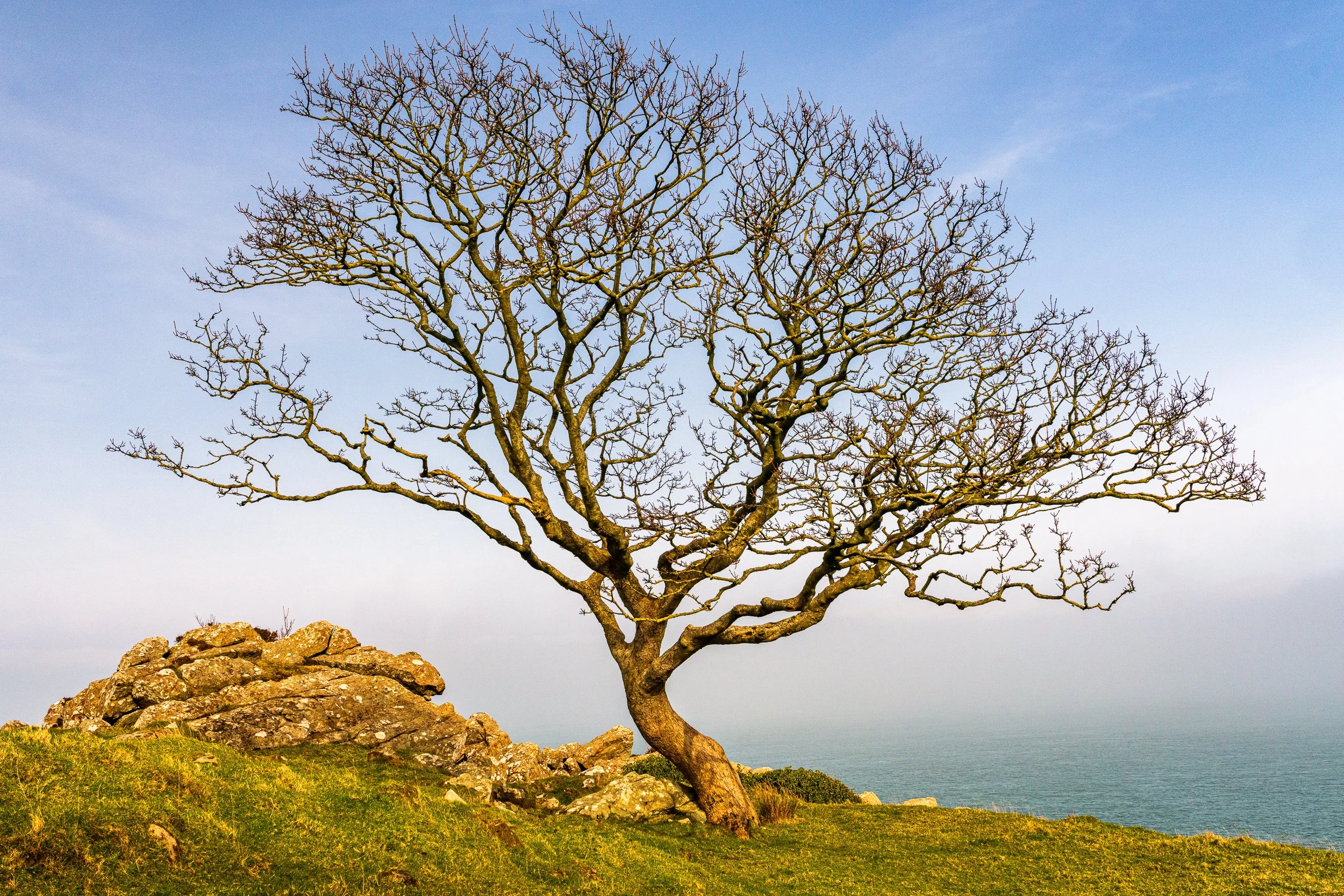 Murlough Tree