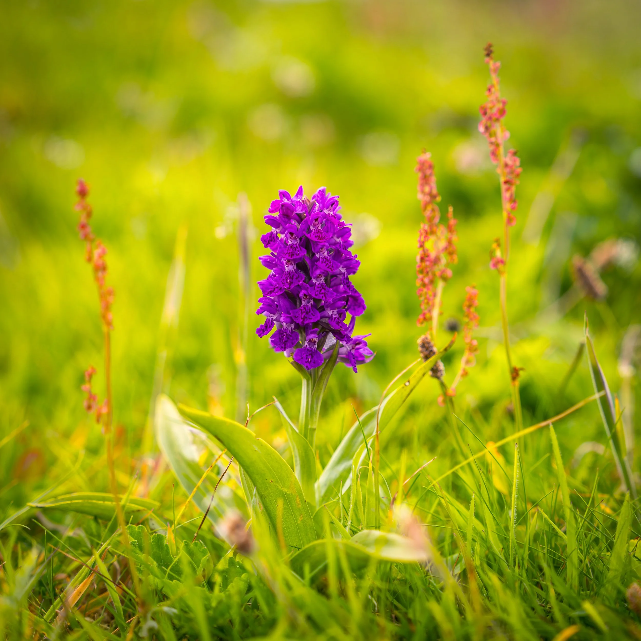 A beautiful orchid, characteristic of the island's flora.